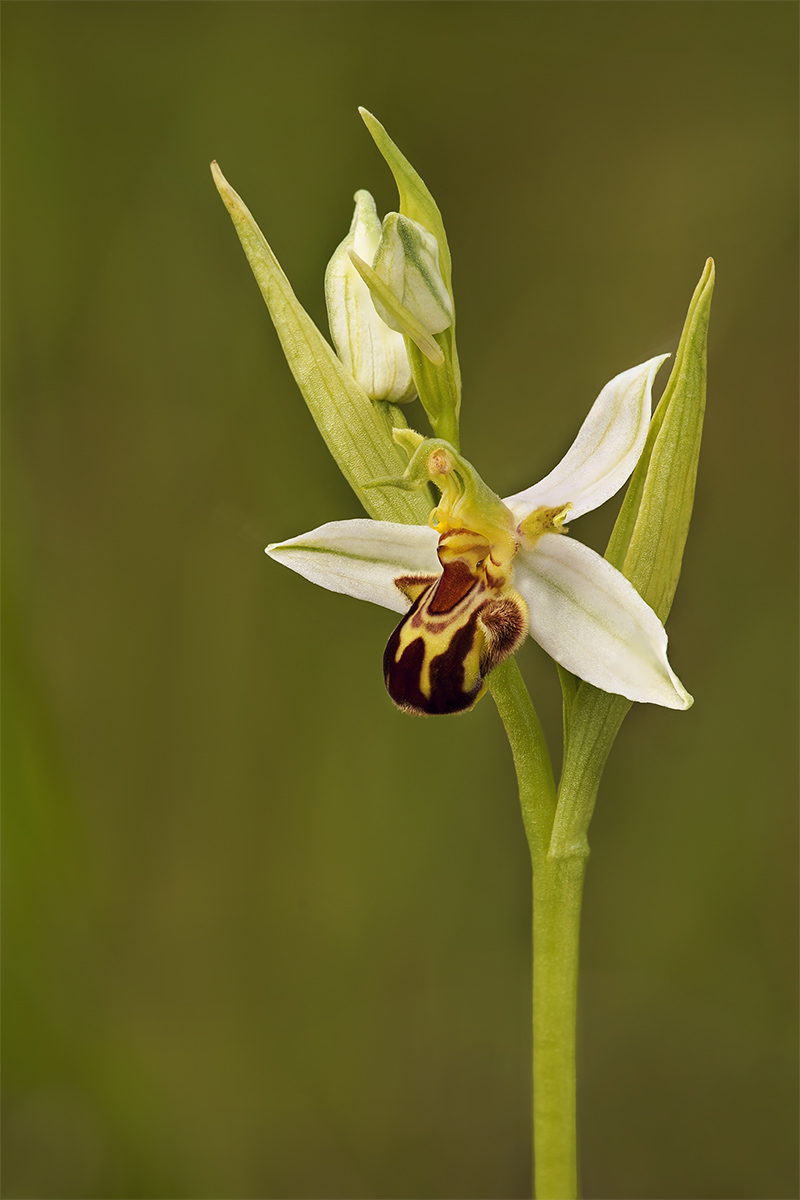 Ophrys apifera