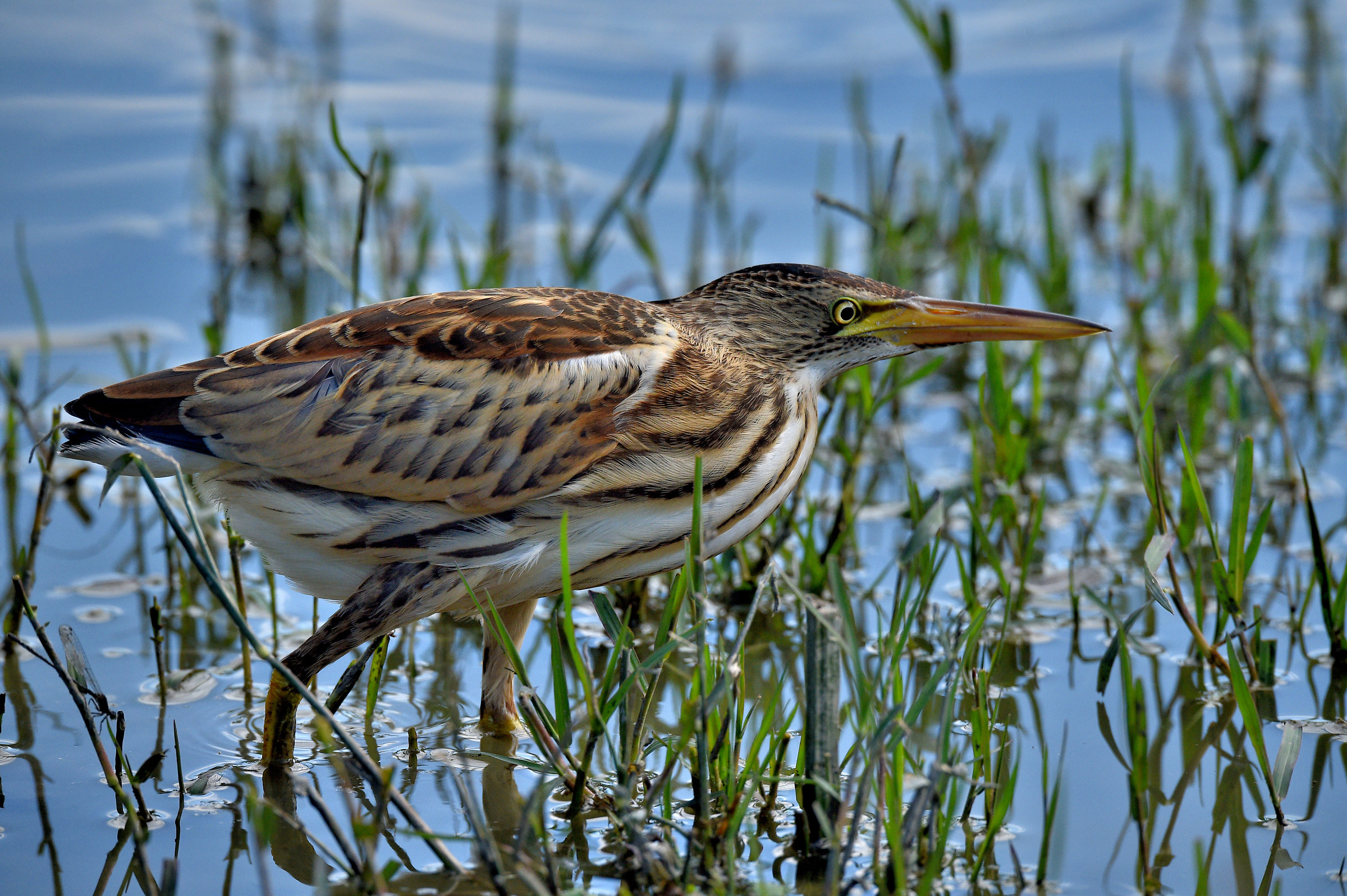 Bittern