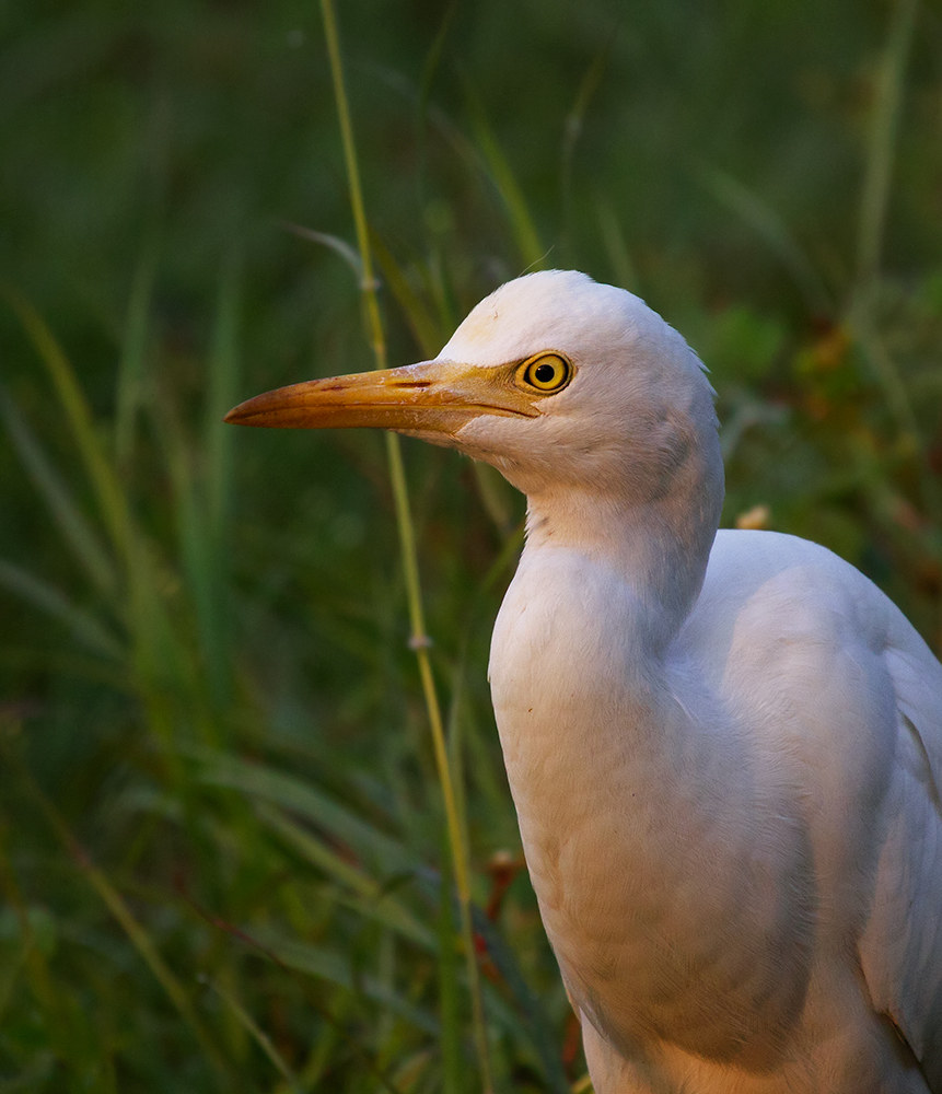Cattle Egret in the morning lights.