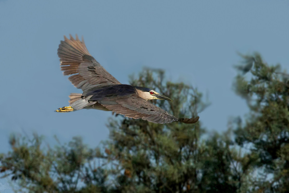 Night Heron male juv