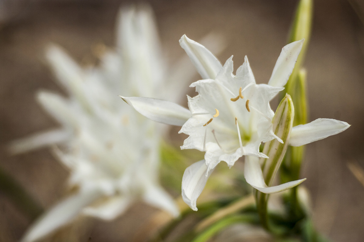 Pancratium maritimum