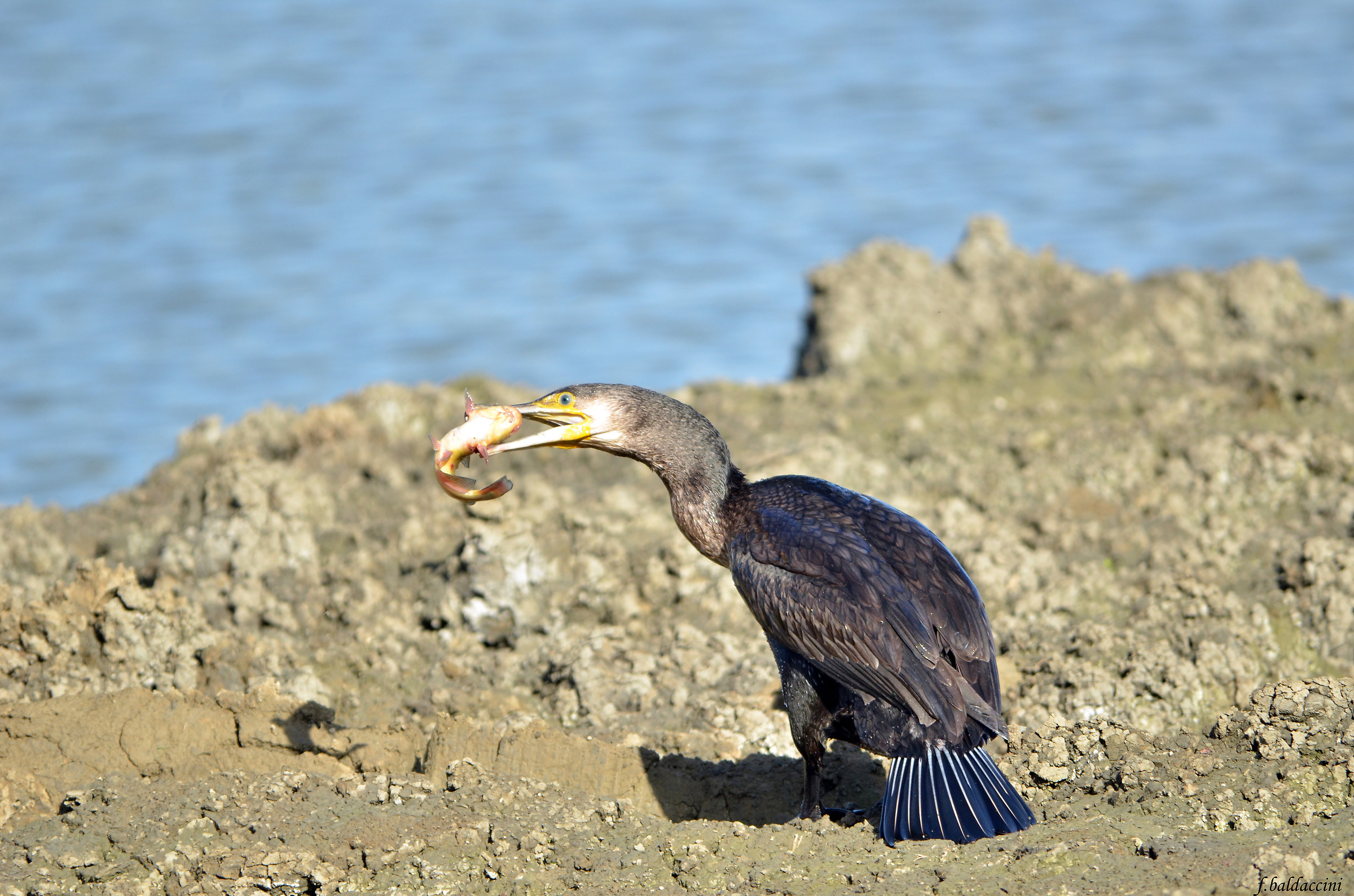lunch Cormorant
