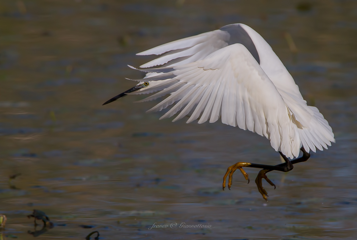 Egret taking off.