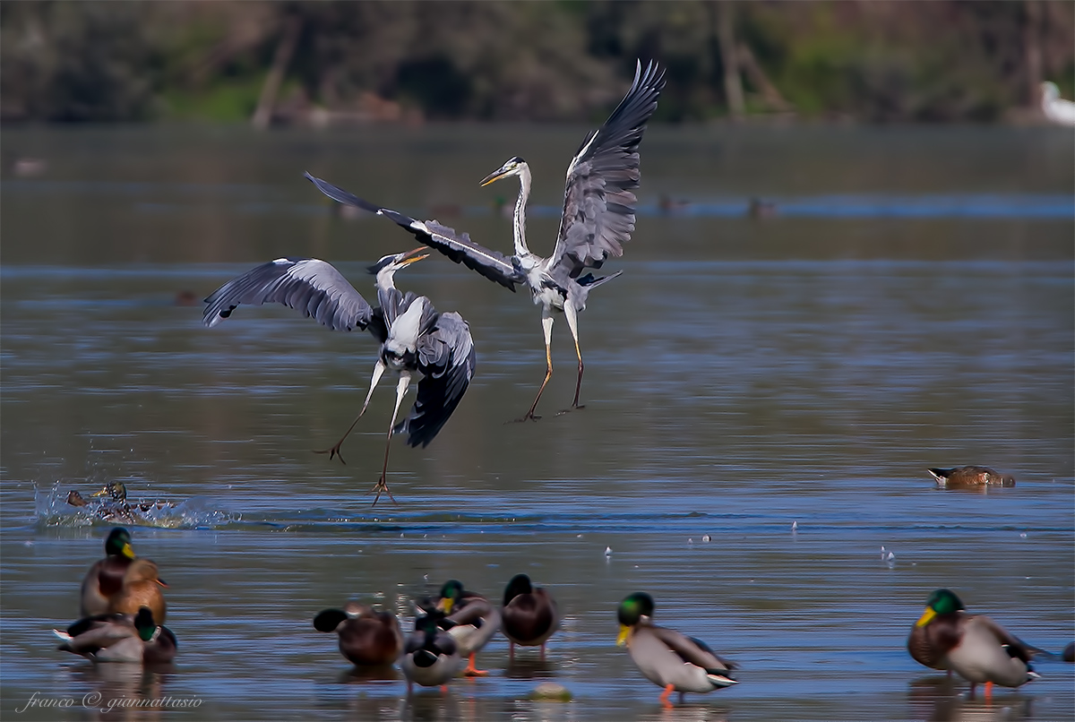 Herons fighting.