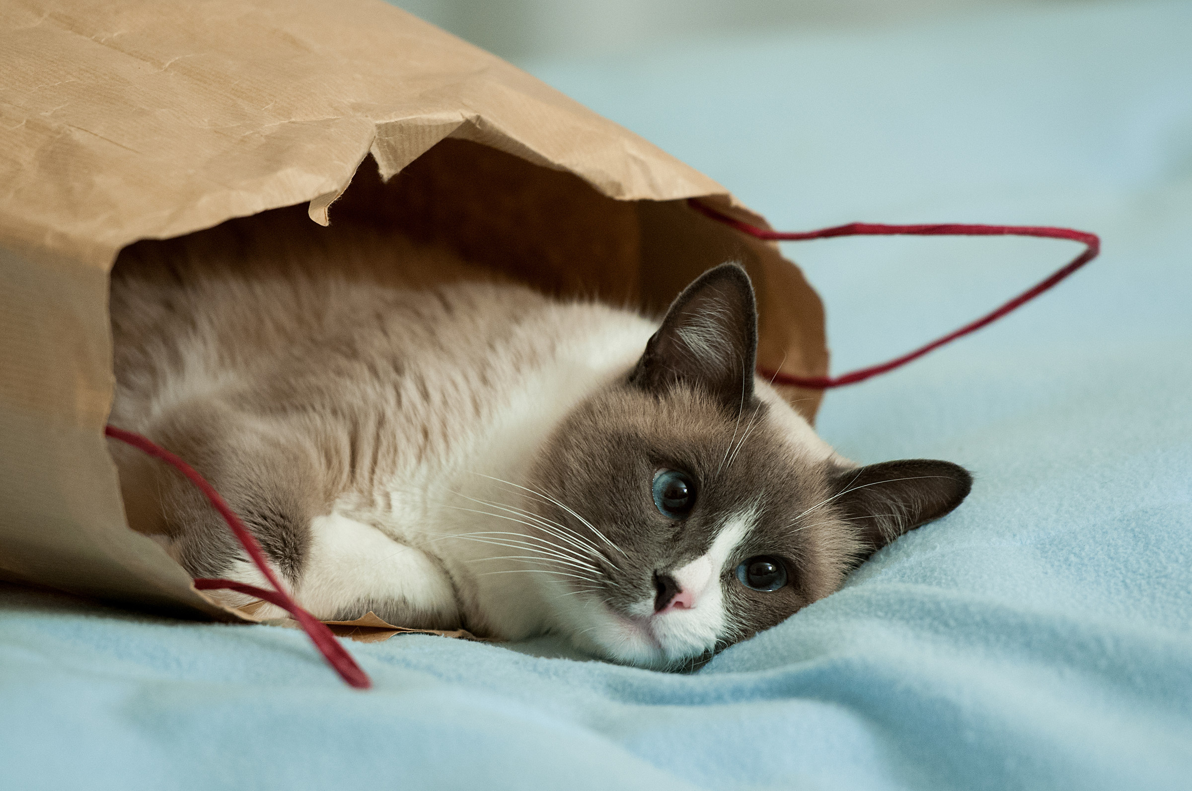 The bag with the shopping .....