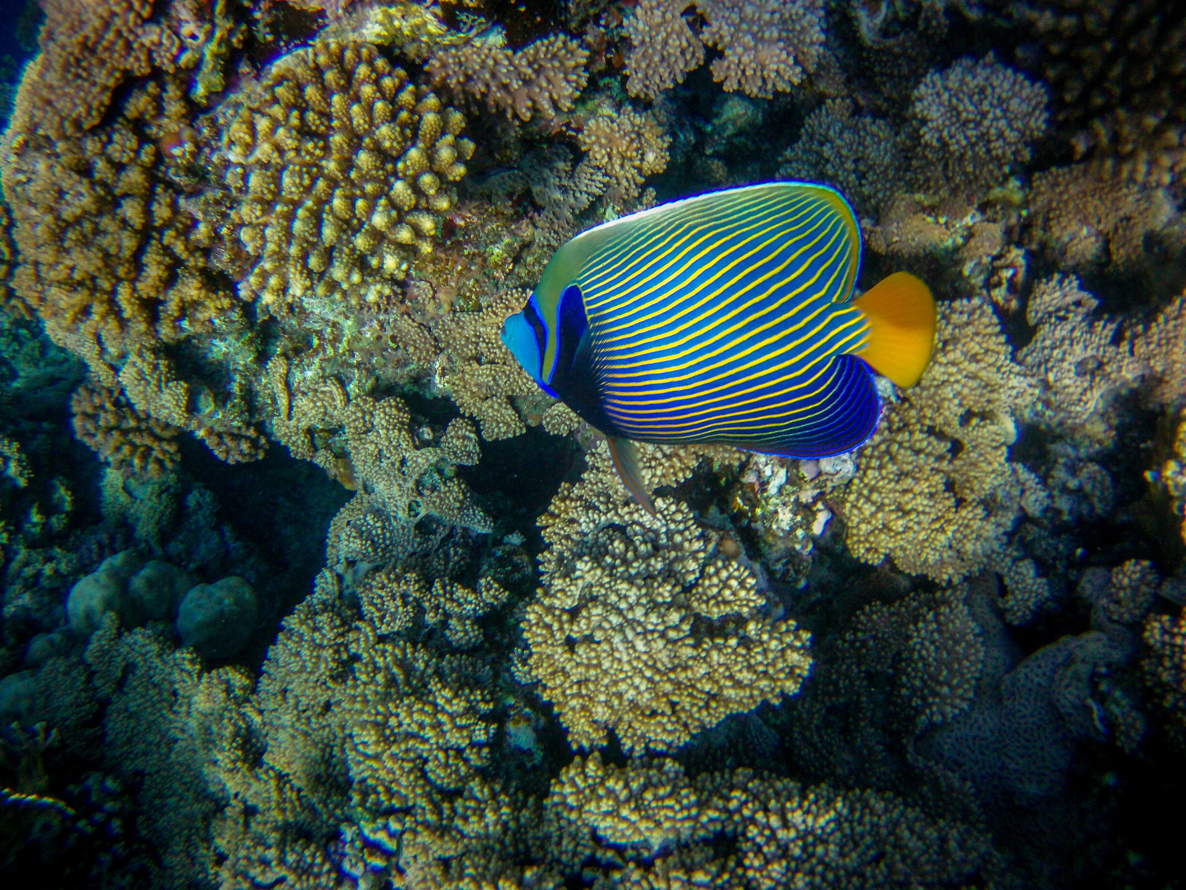 Pesce angelo imperatore