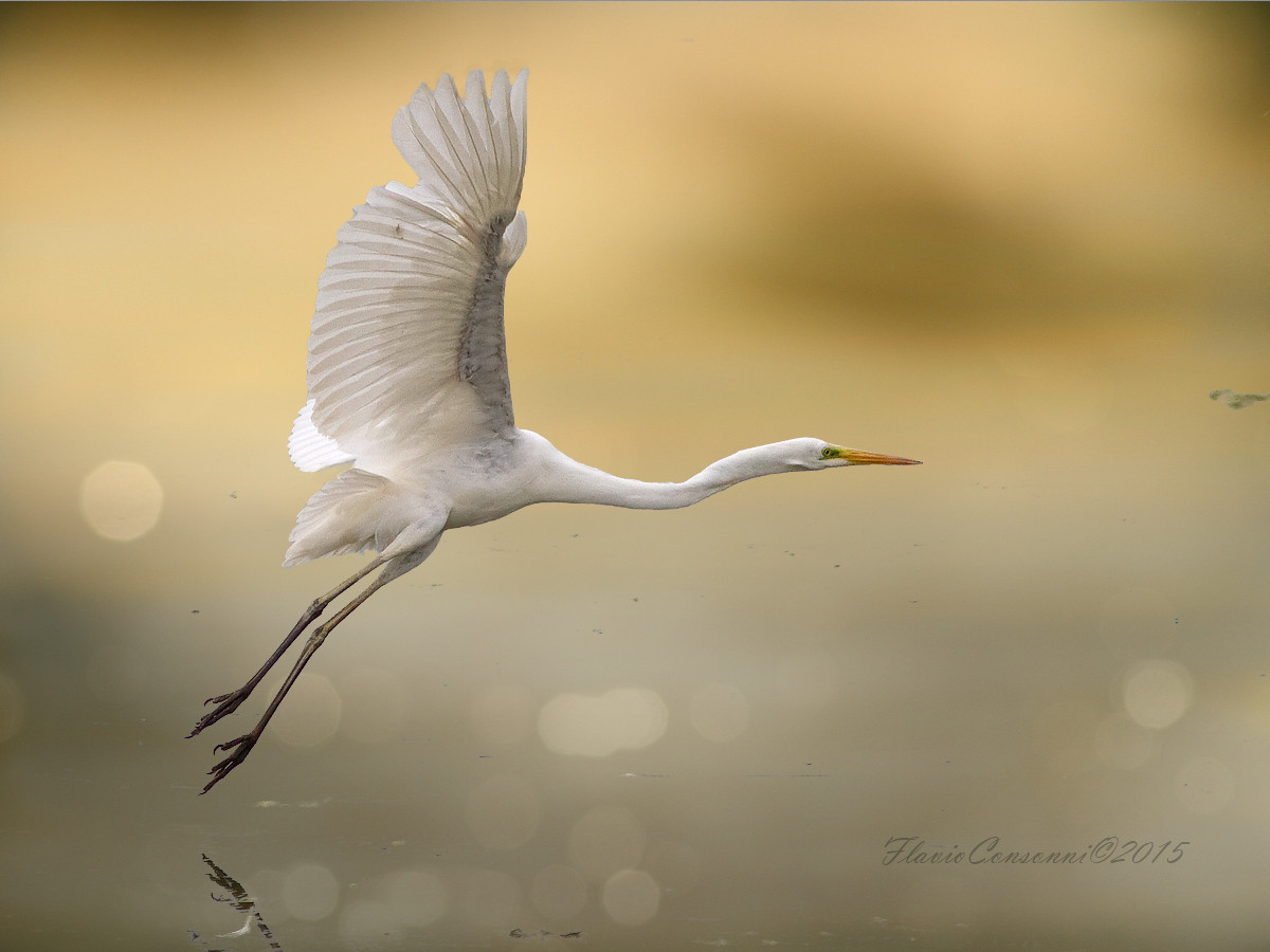 Airone bianco maggiore