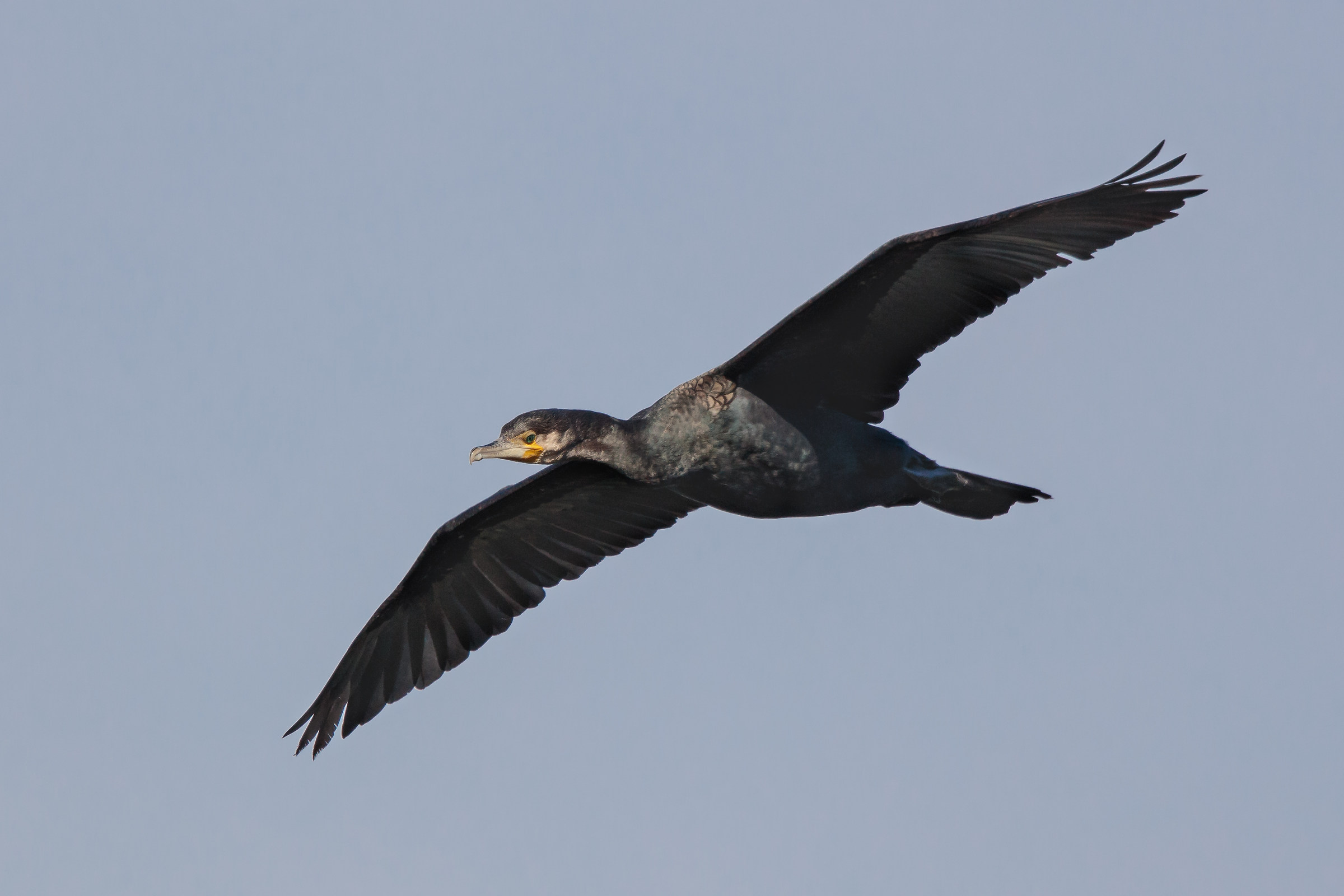 Cormorano