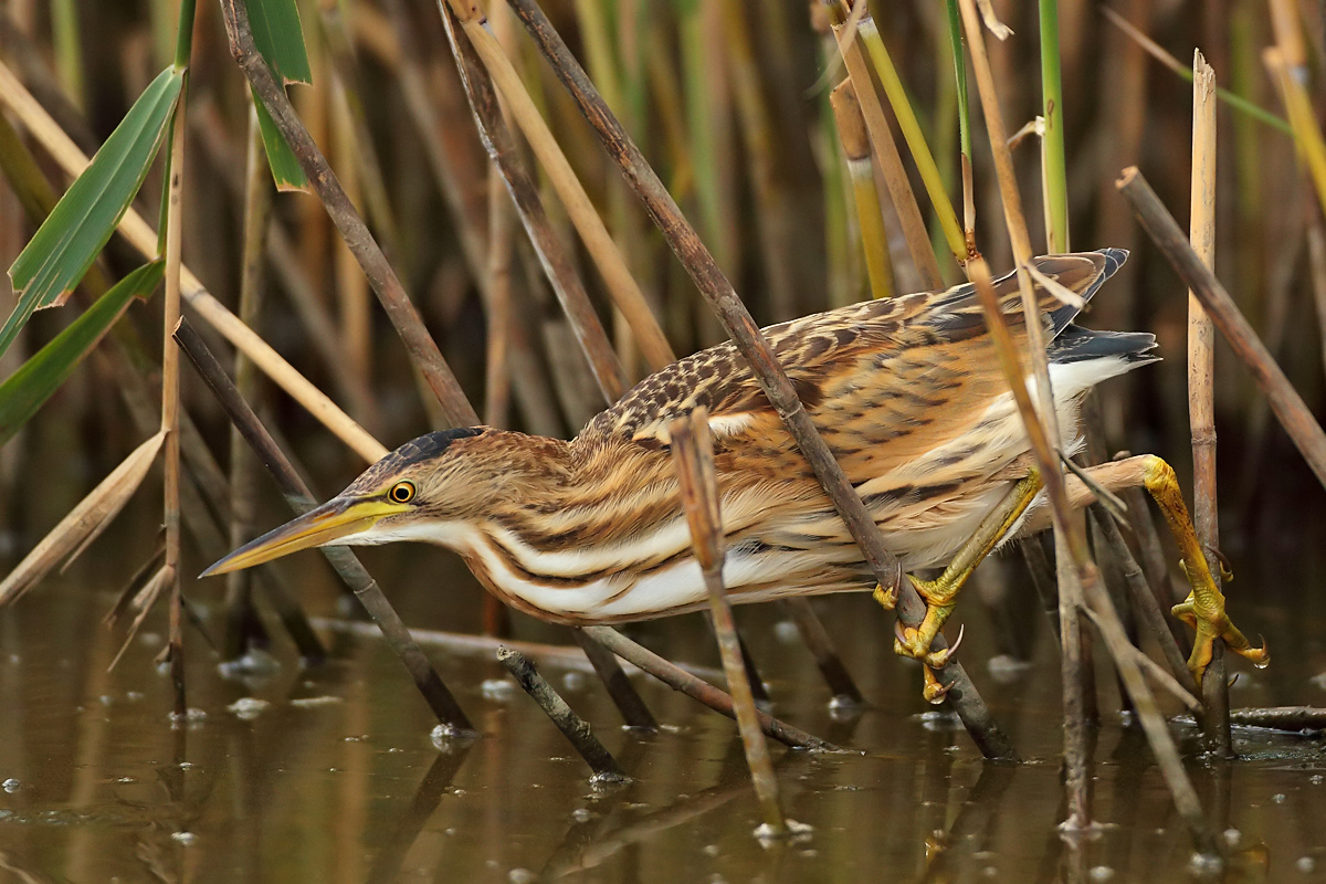 Bittern