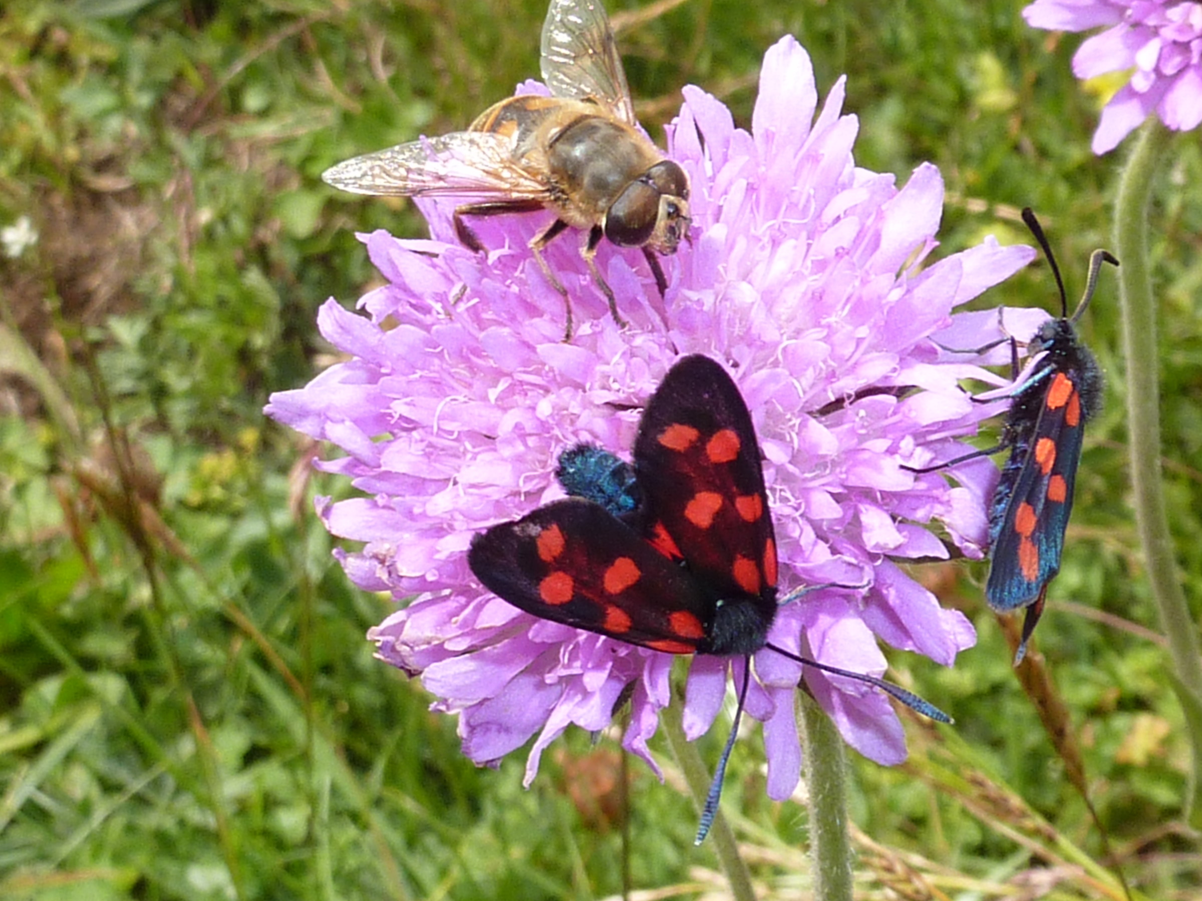 fiori delle dolomiti