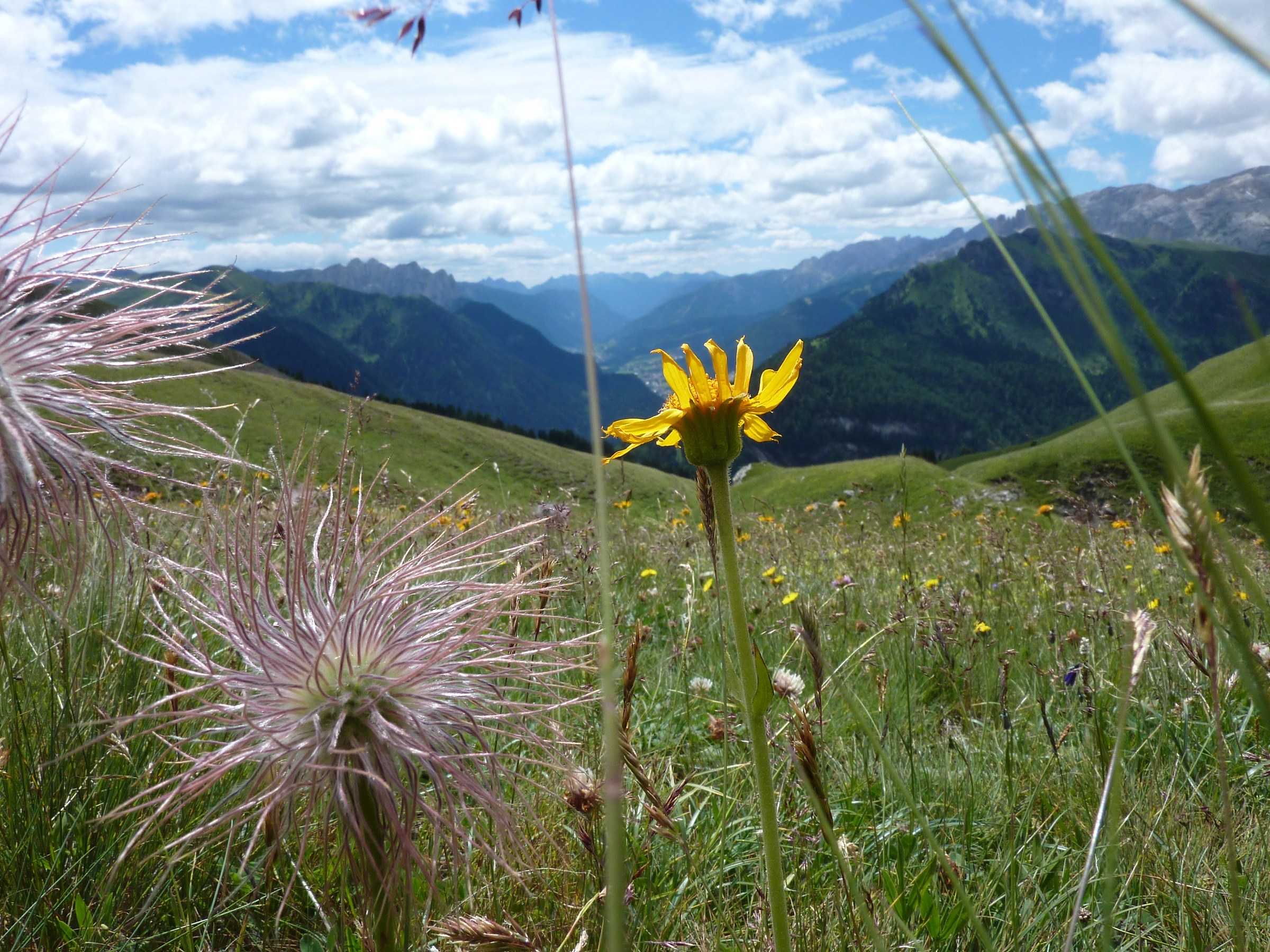 fiori delle dolomiti