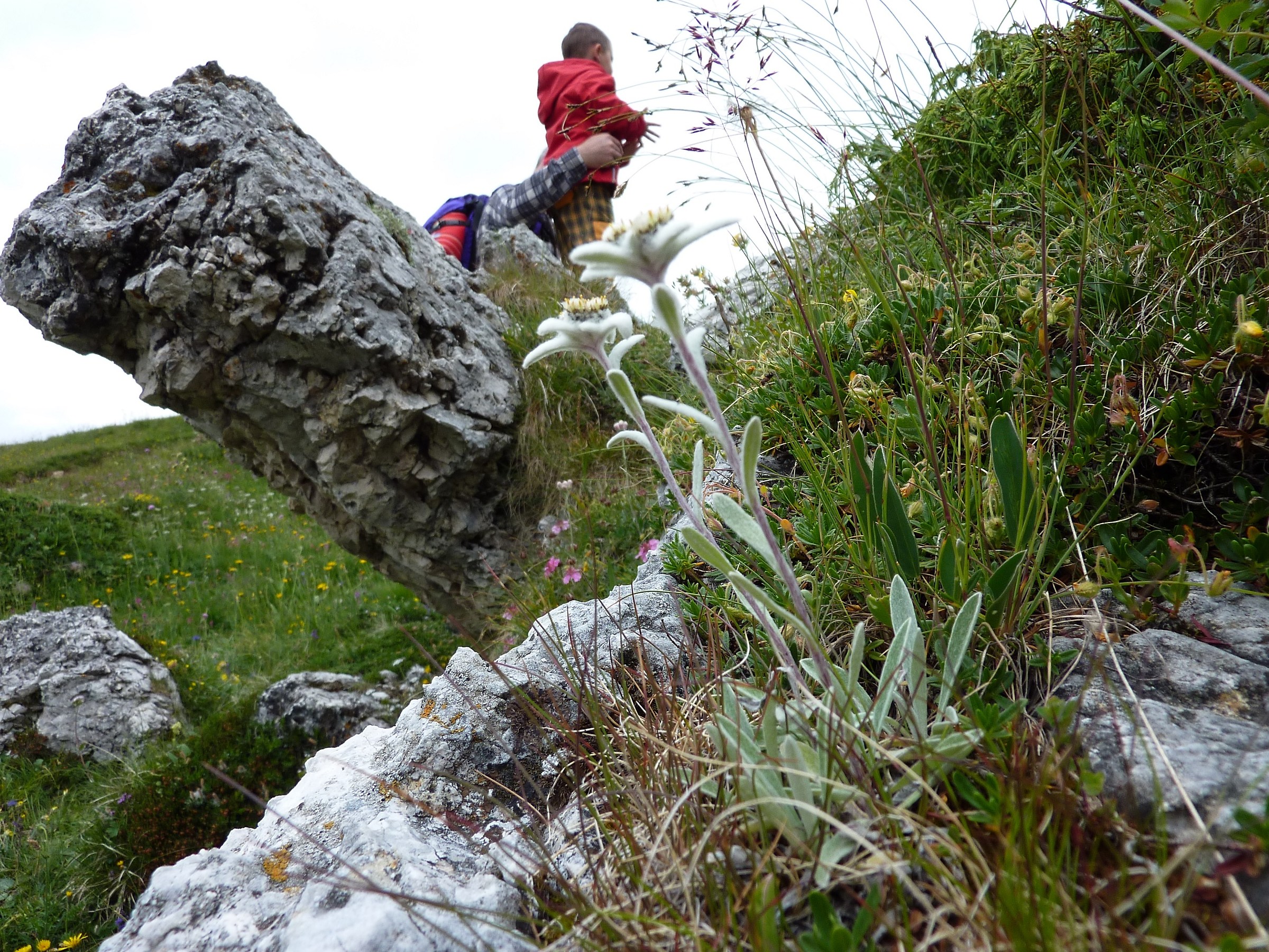 fiori delle dolomiti