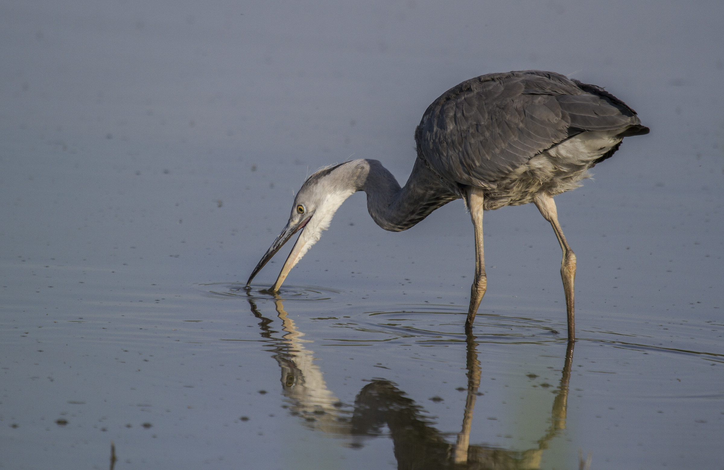 young gray heron