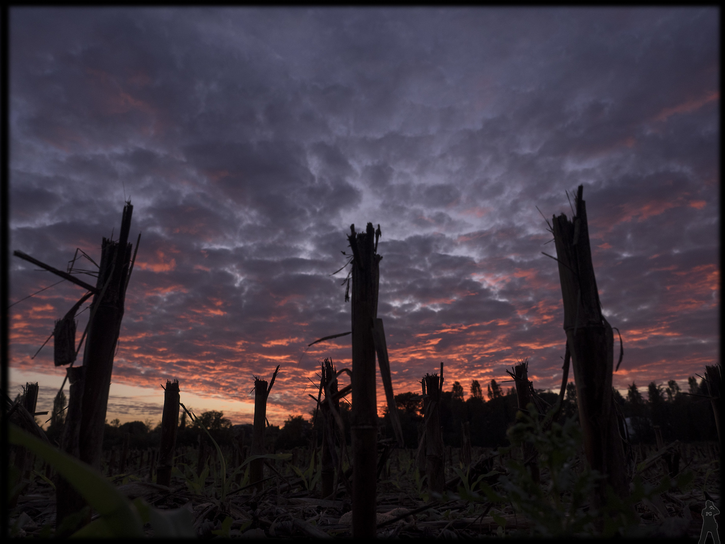 Sunset among the "stumps" grain ...