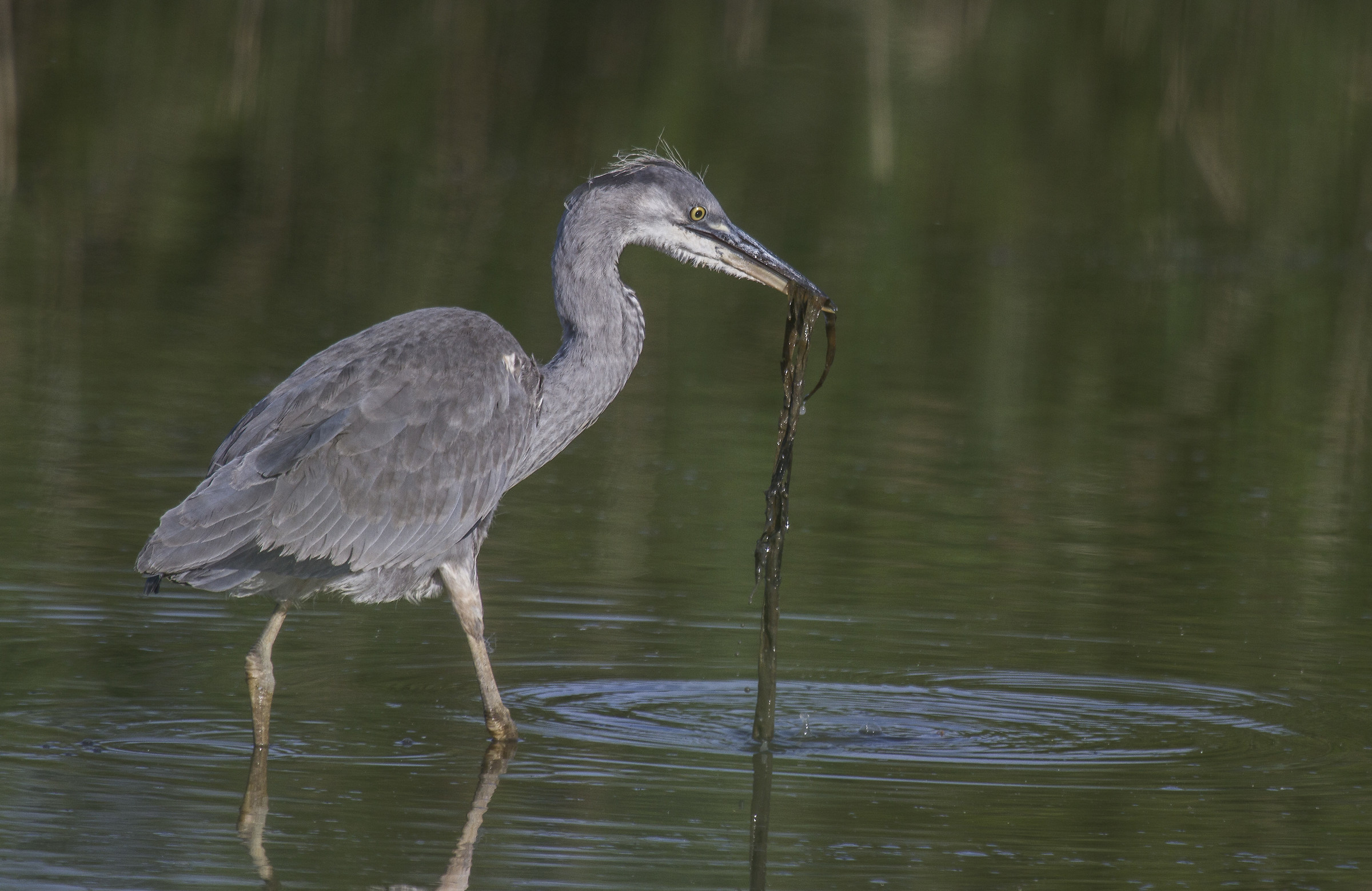 young gray heron
