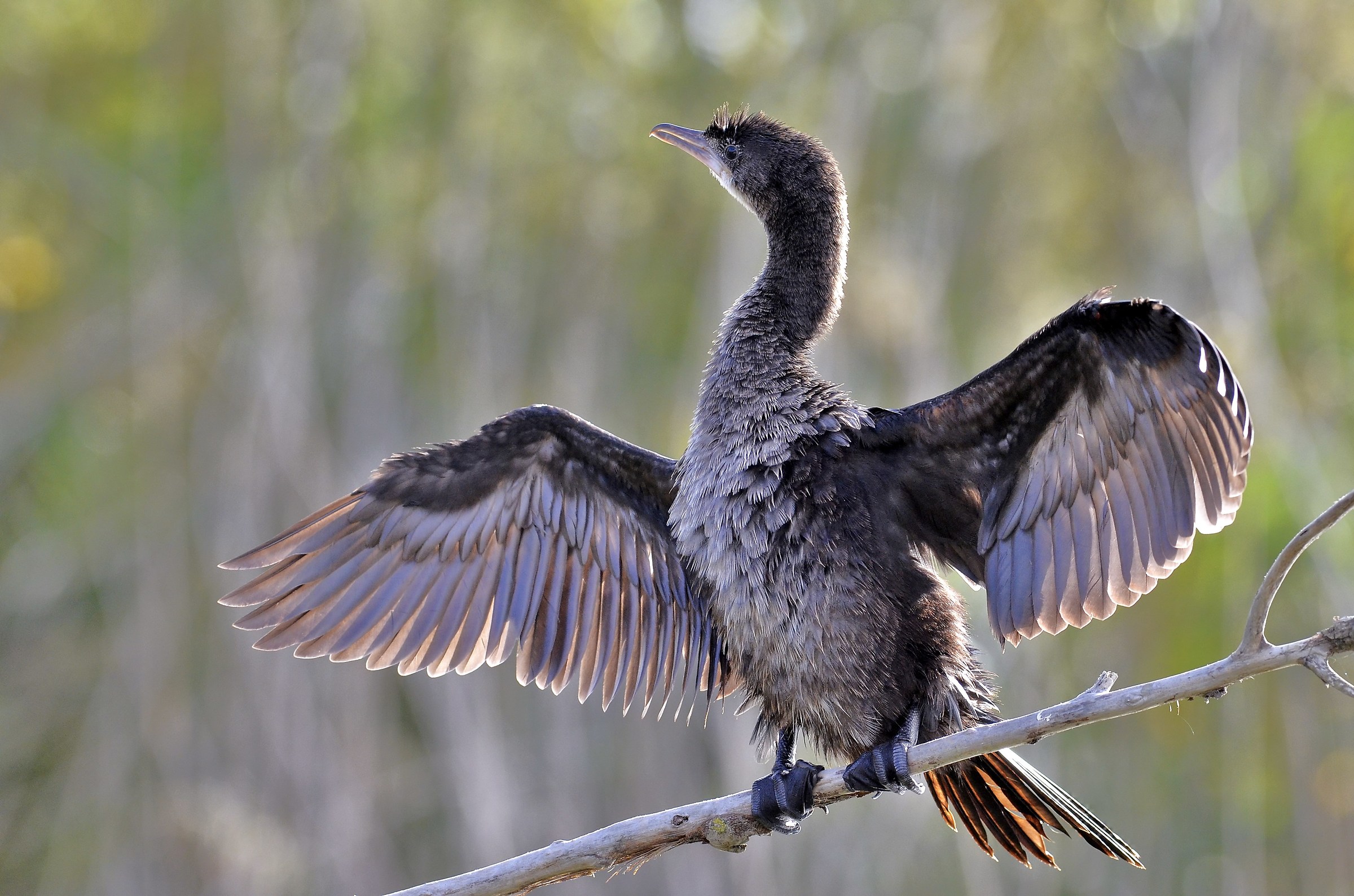 The pygmy cormorant