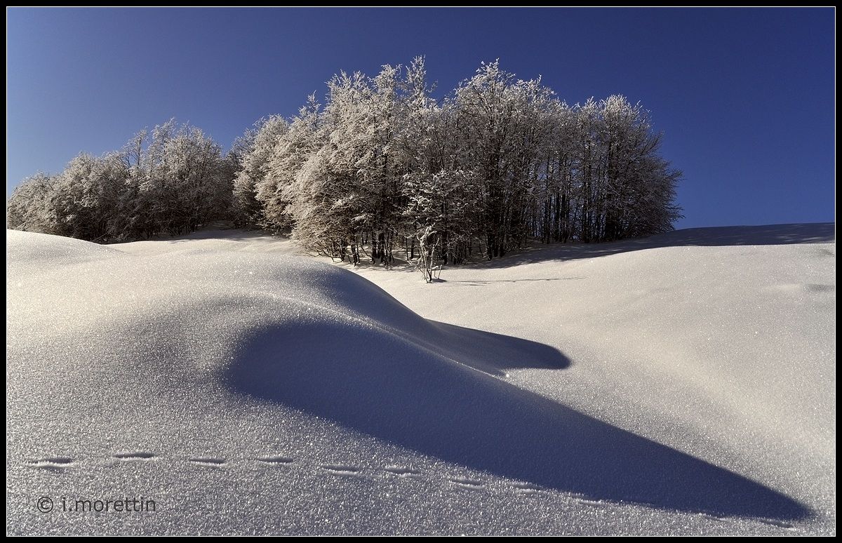 Il boschetto incantato