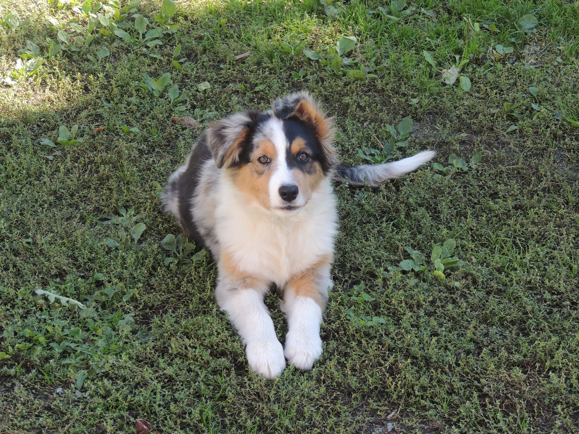 il nostro nuovo cucciolo  tobia