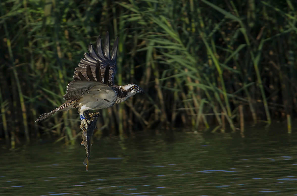 and well today if magna