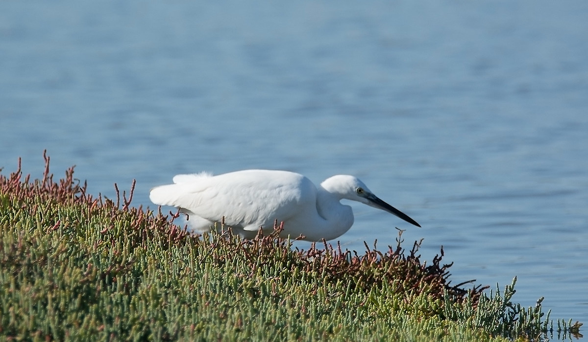 I do not know what it's called. I am a beginner