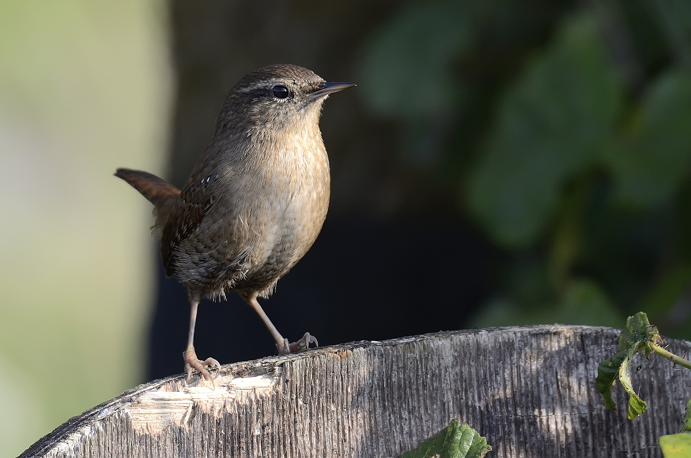 Wren 2