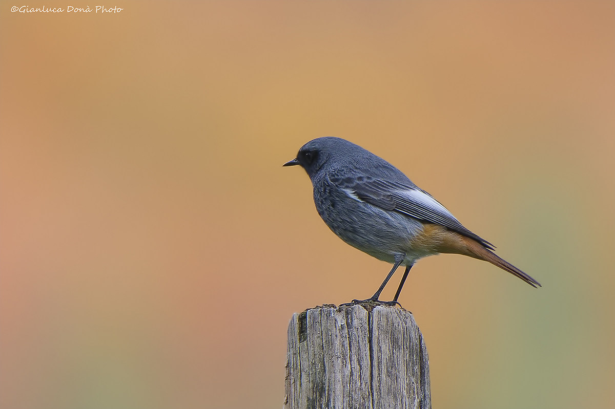 Black redstart