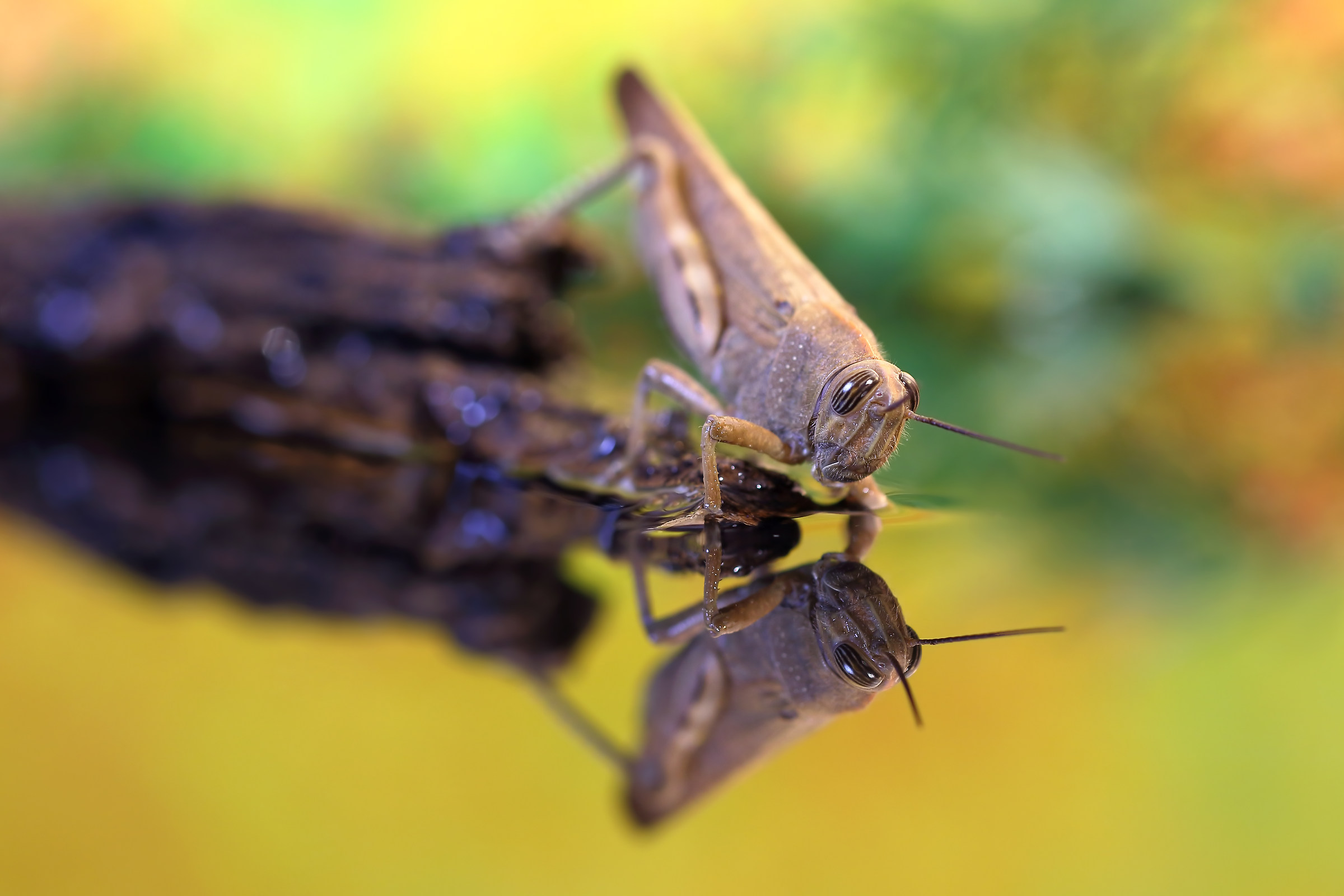 Ora mi faccio una nuotatina
