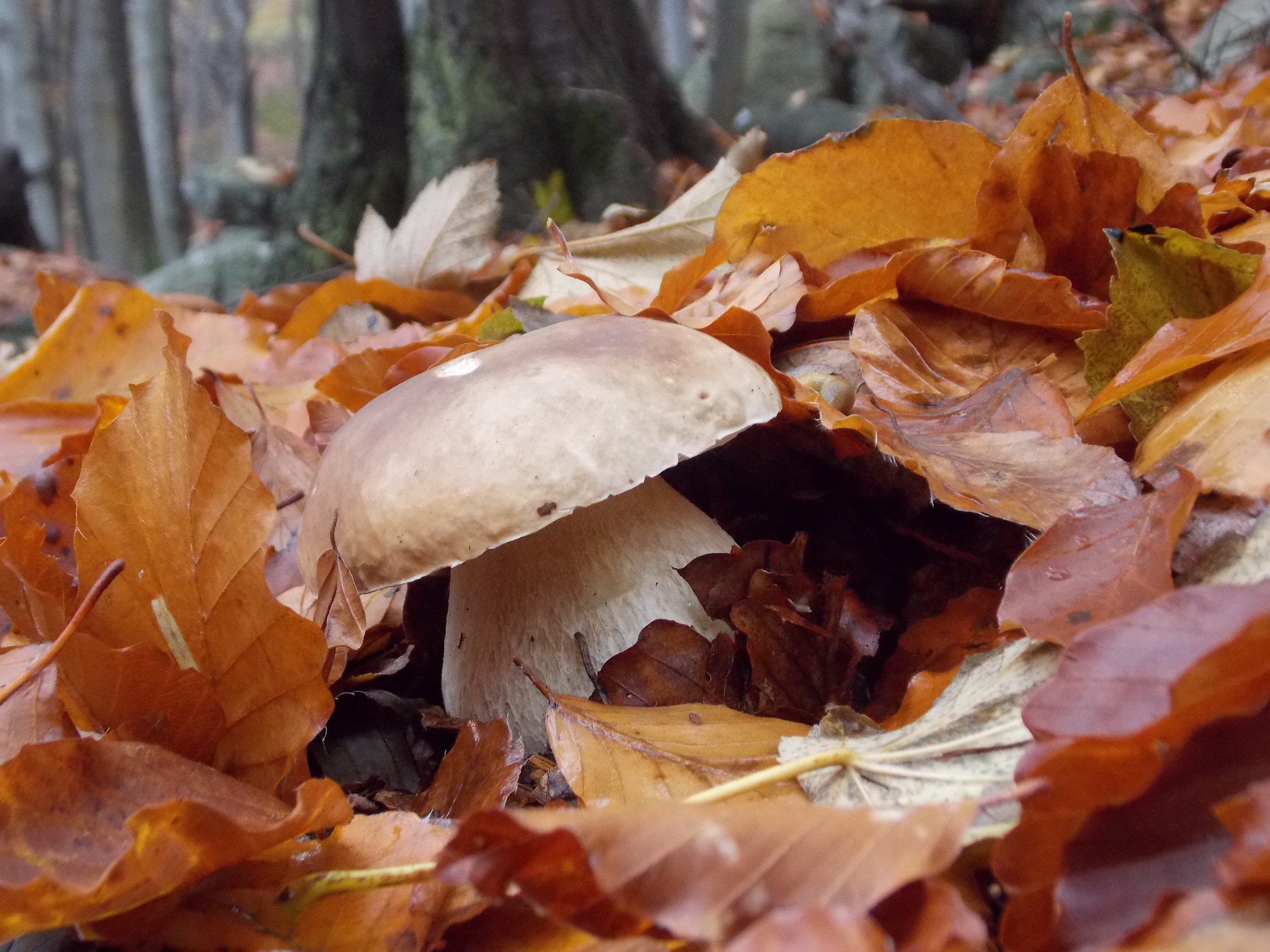 and 'more' beautiful find them or eat them?