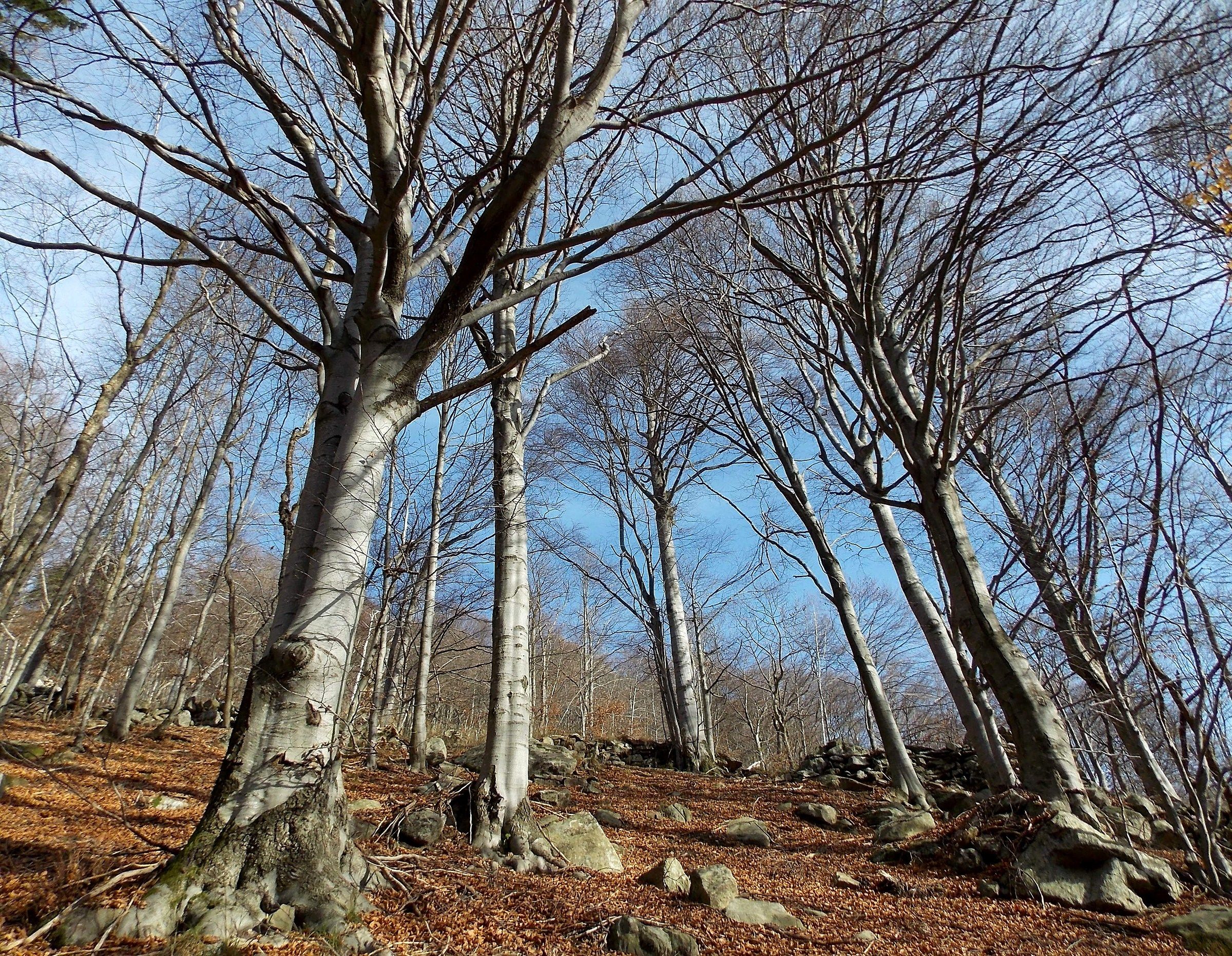 l'ingresso nella cattedrale..... di faggi