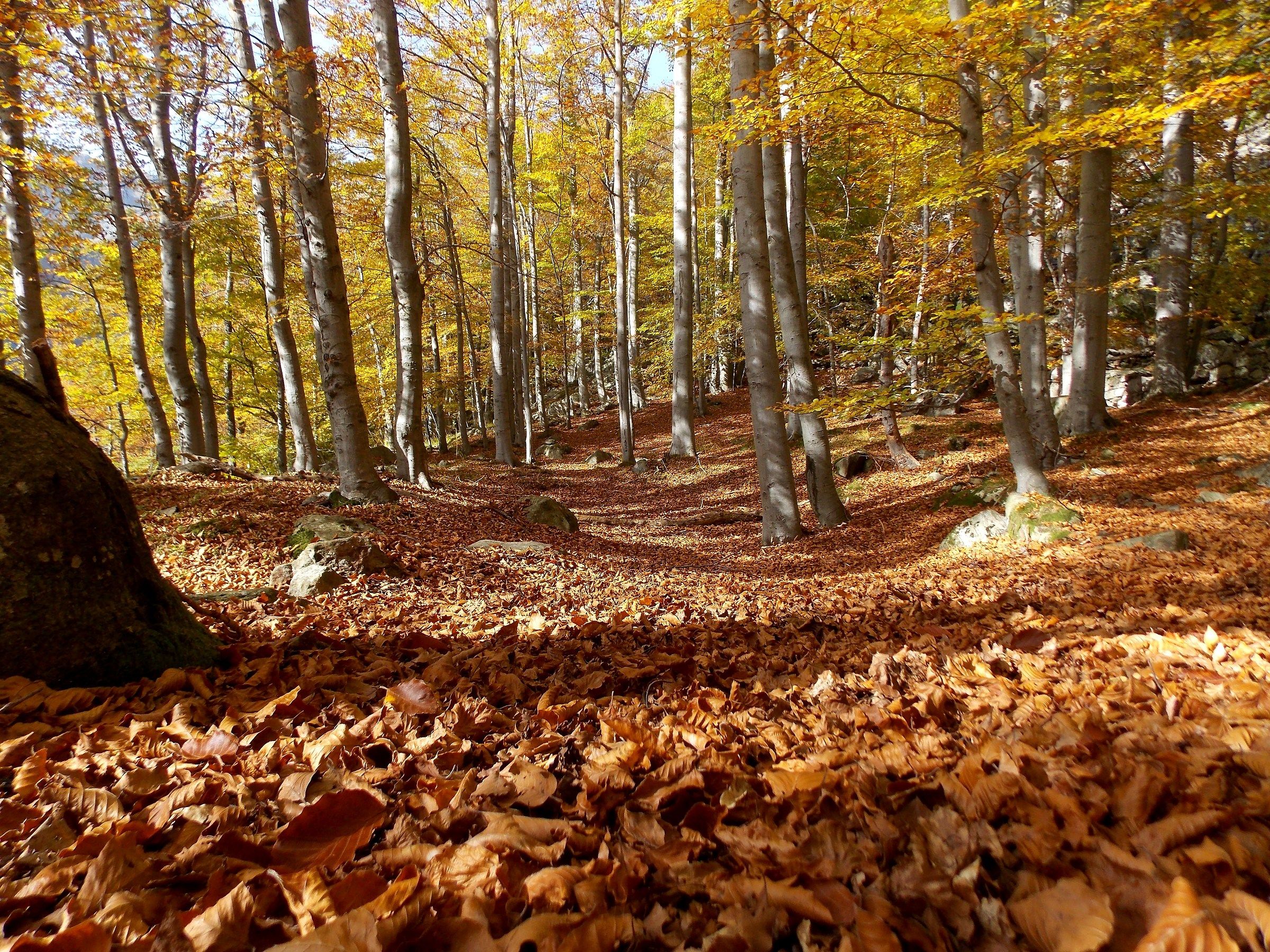 un mare di foglie, da abbracciarle tutte.
