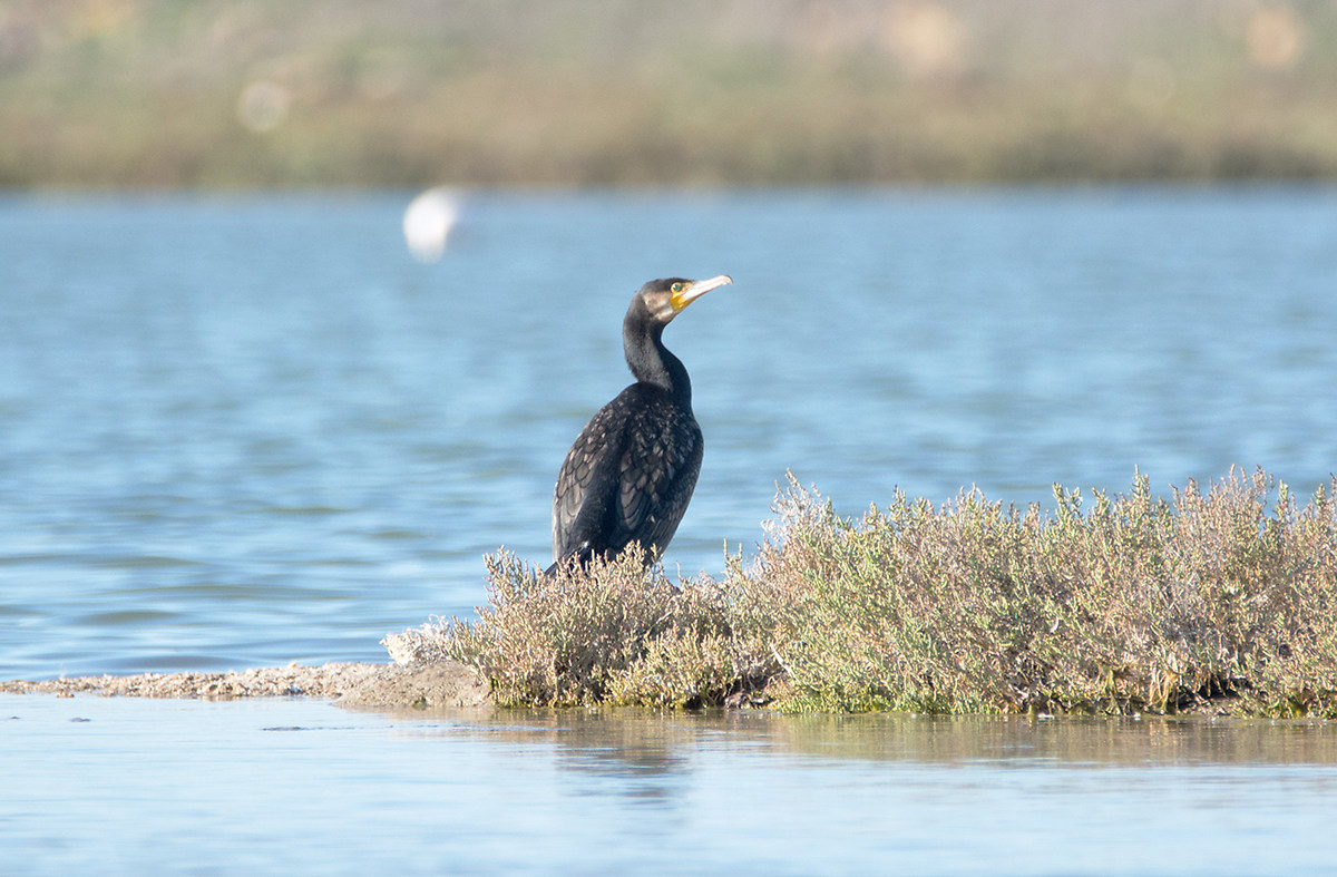 that bird is? Mistras Lagoon