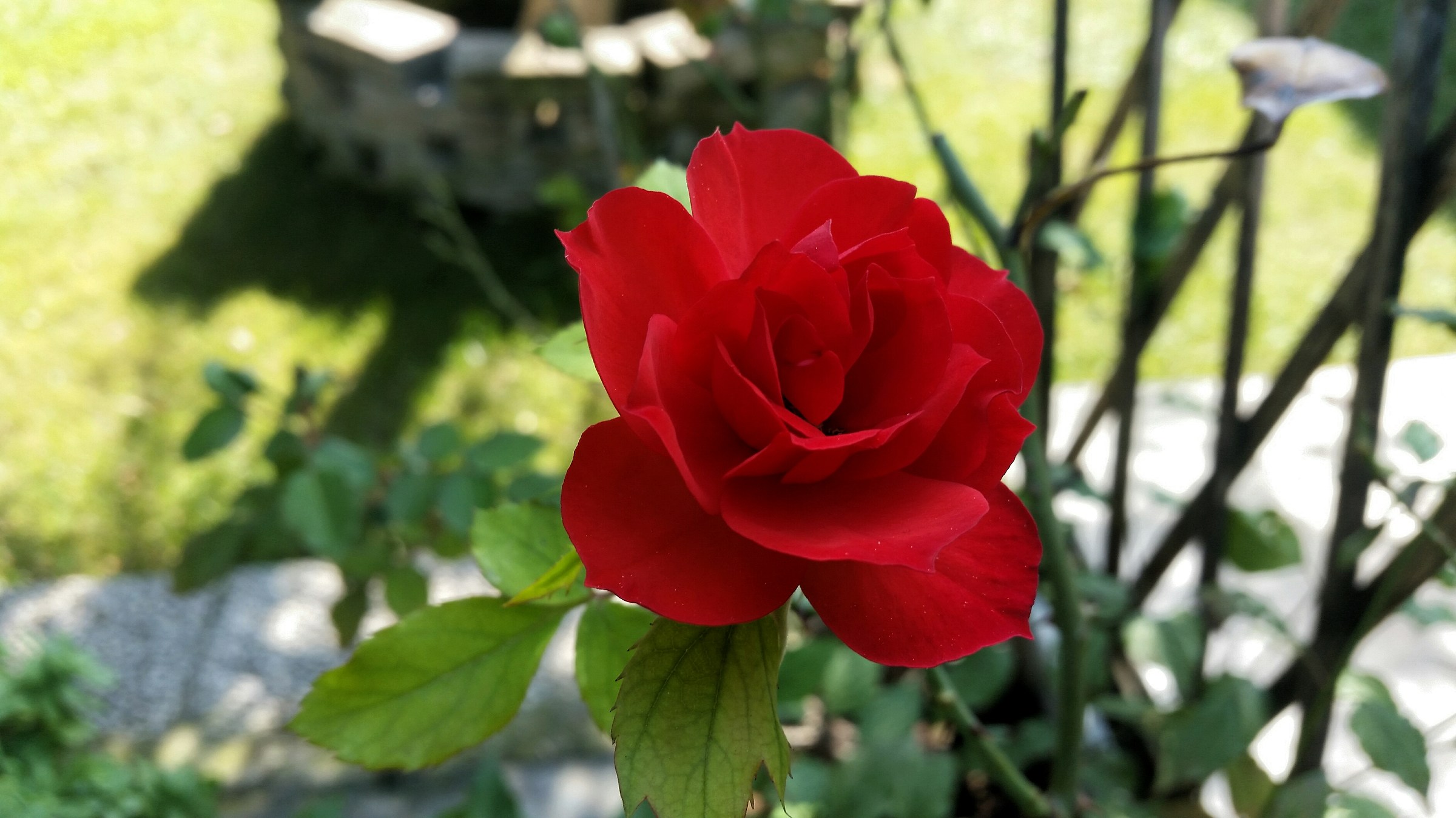Rosa