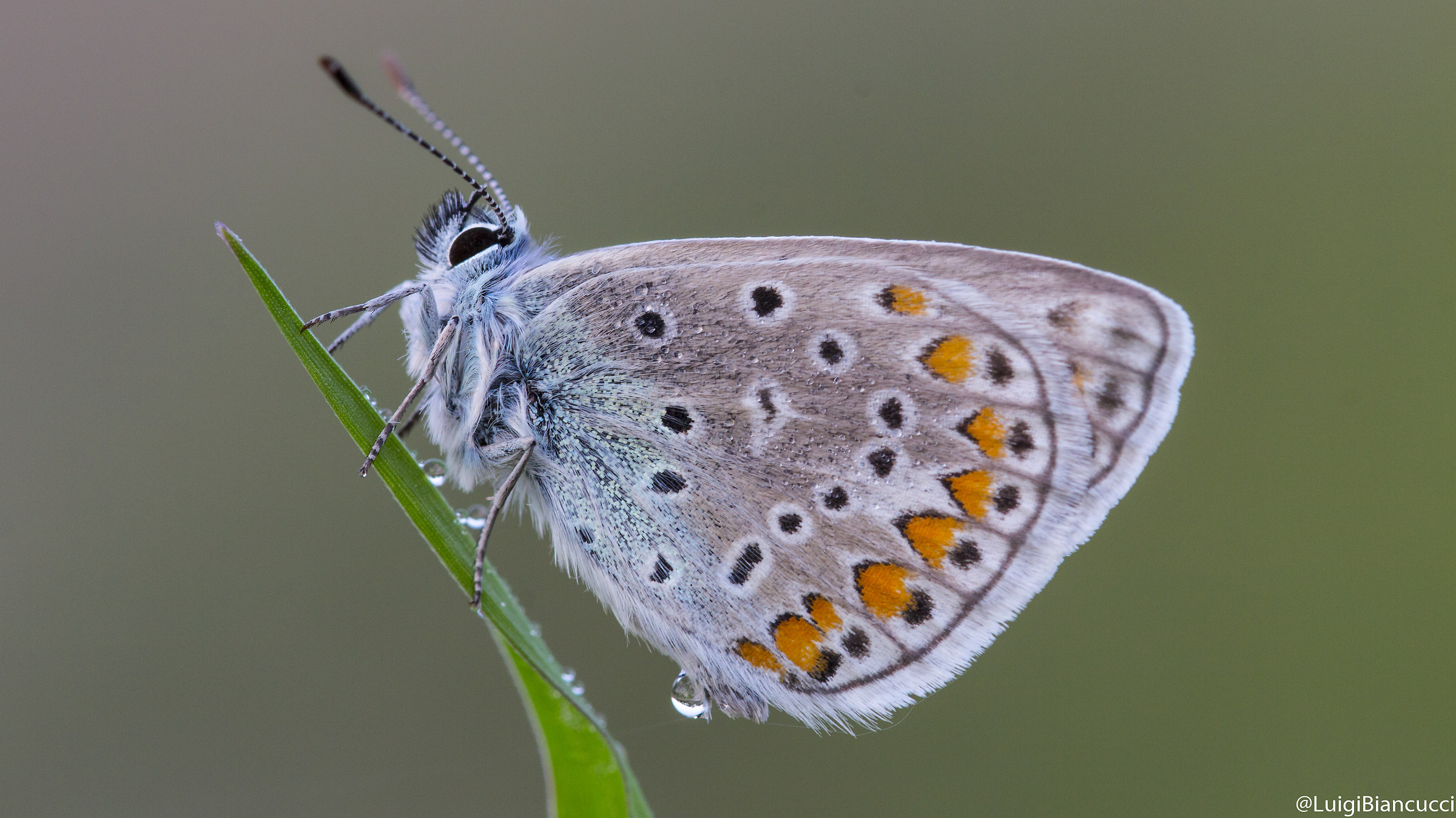 Con la goccia cadente al primo tepore giornaliero