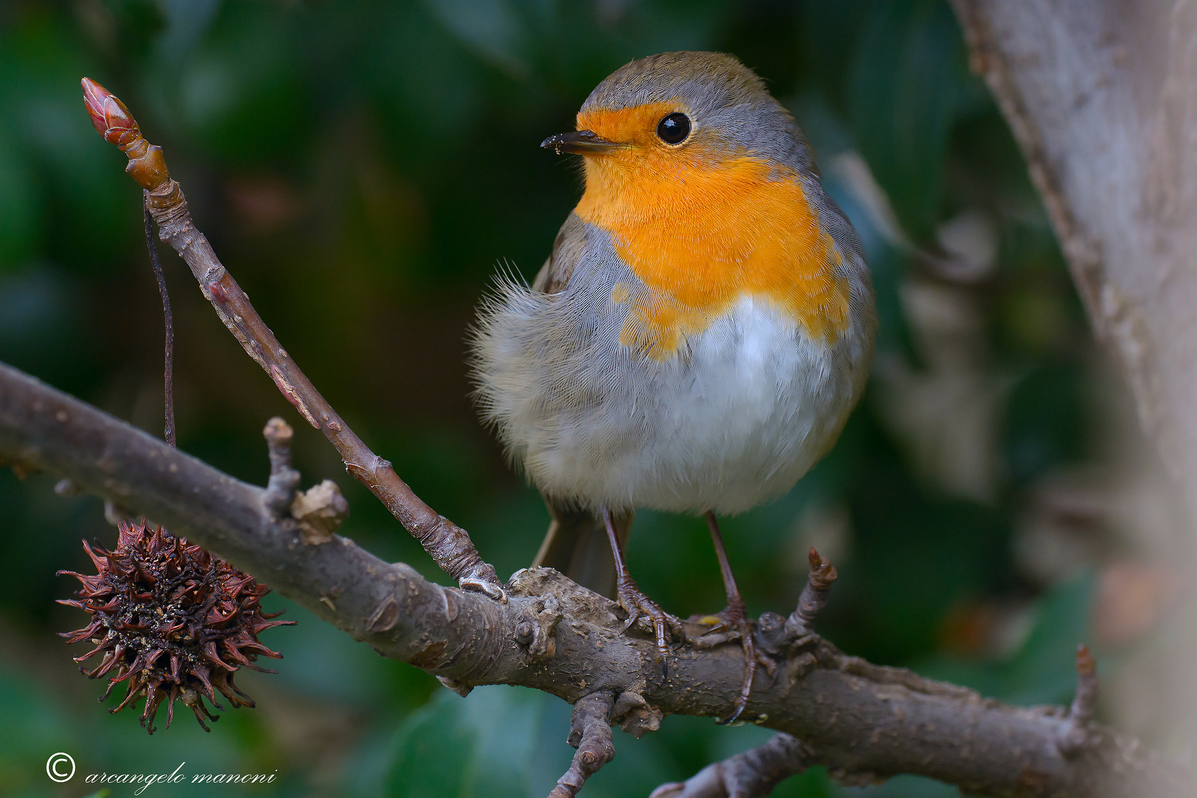 The robin and the wind
