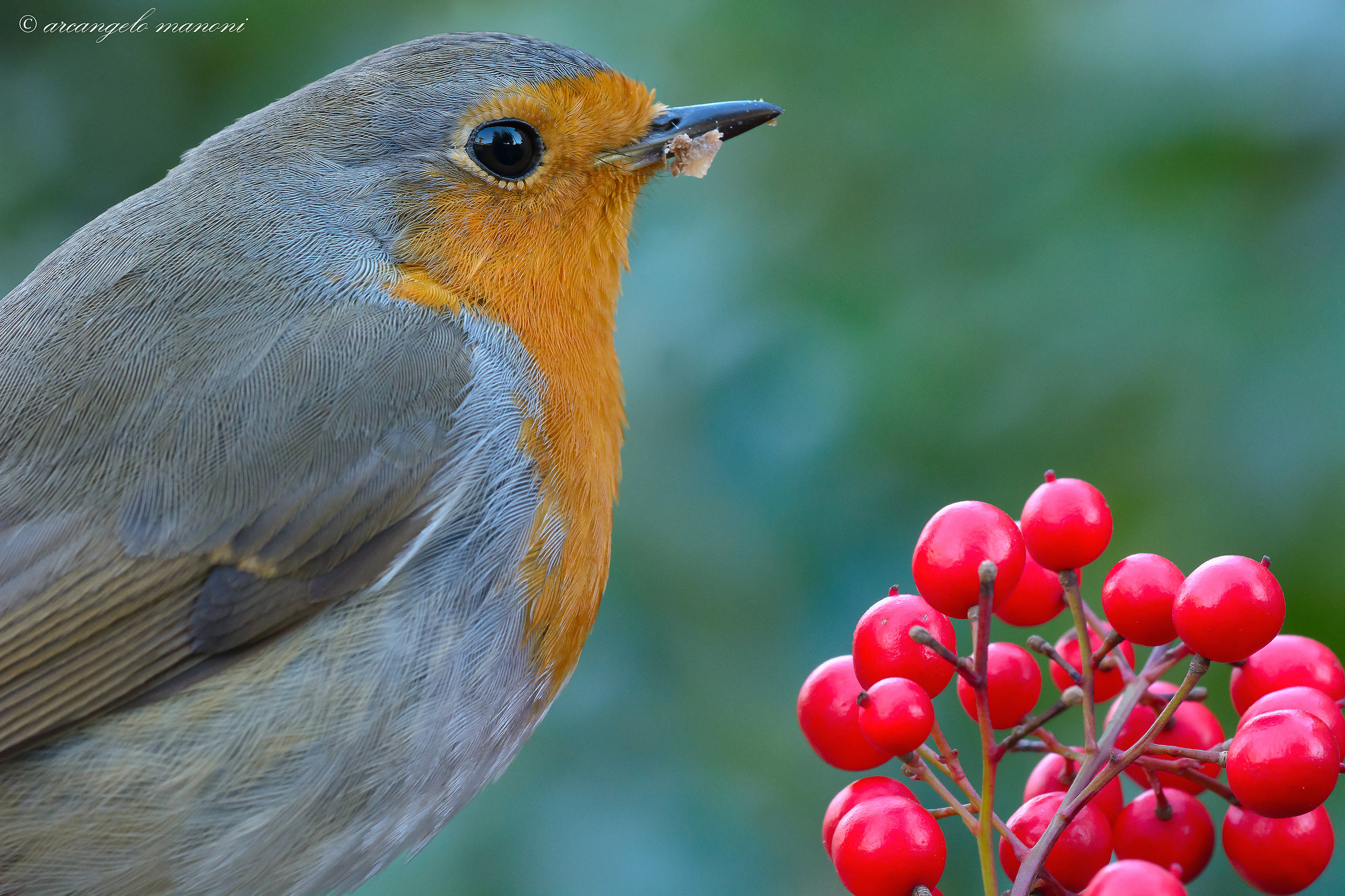 The berries of the Robin
