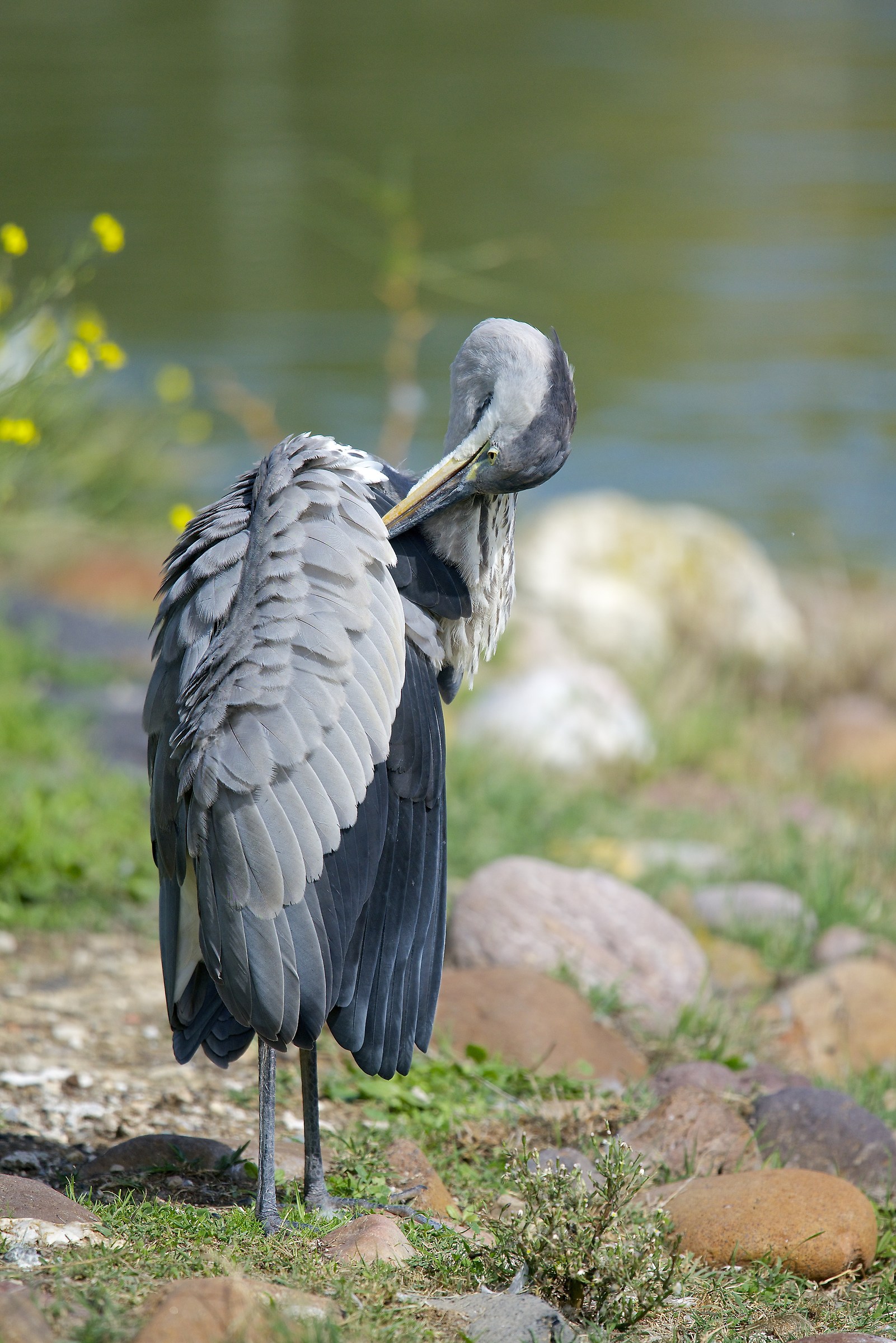 Ospite inaspettato al parco (Airone cenerino)
