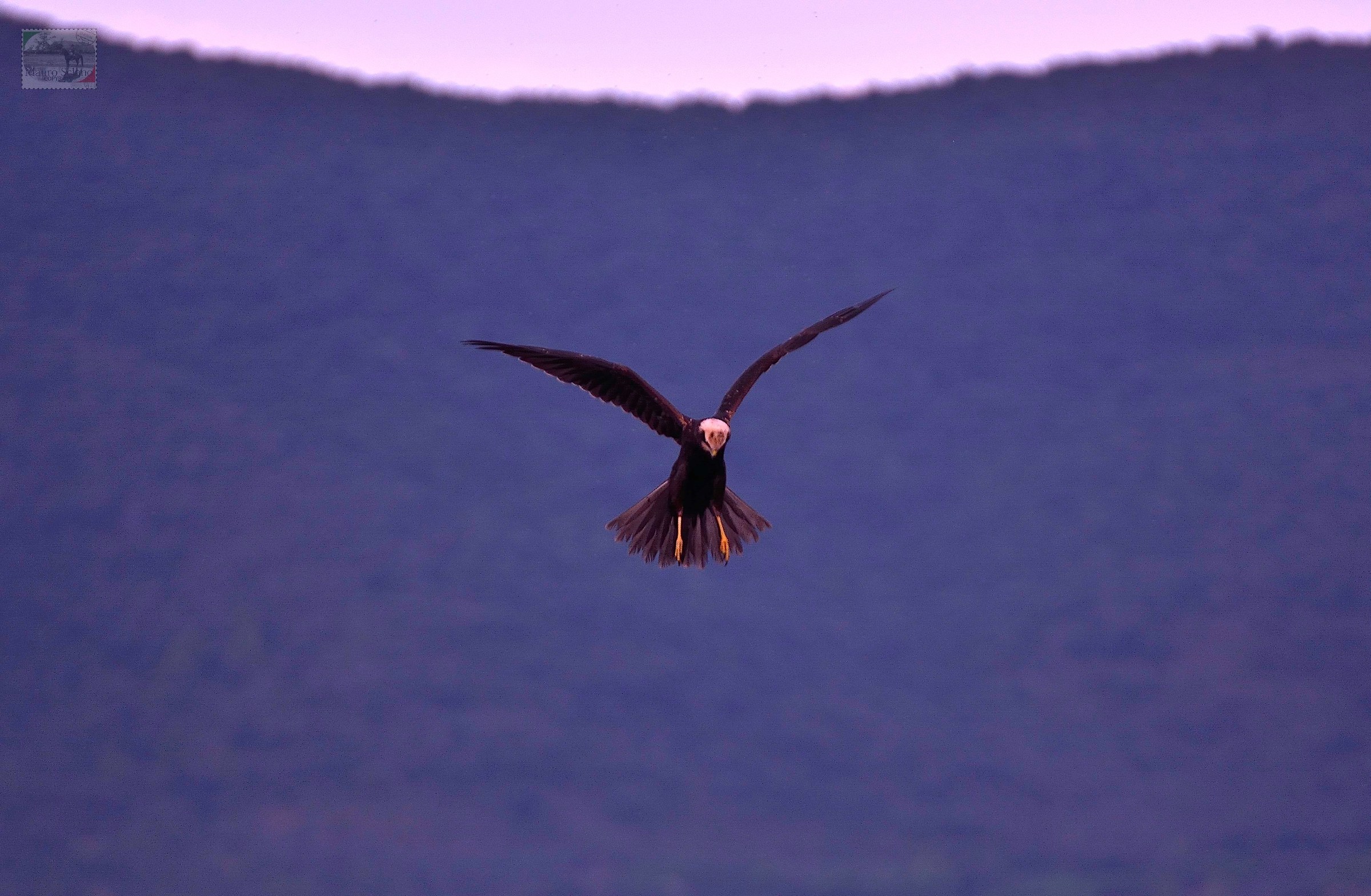 Marsh harrier