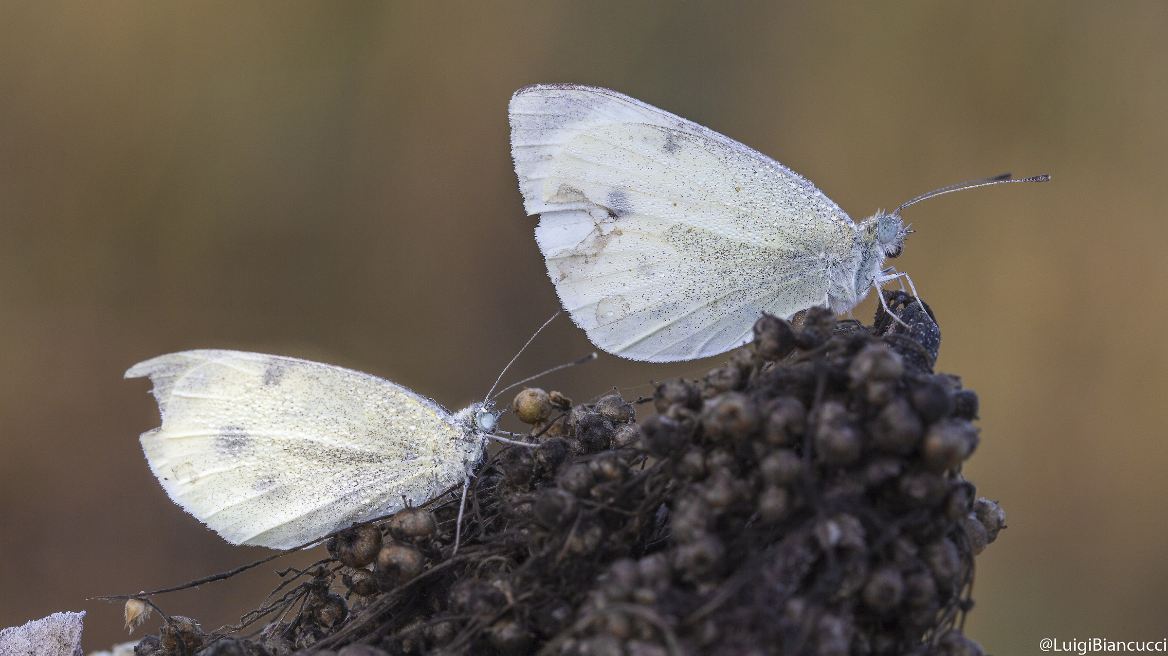 E adesso dove andiamo?