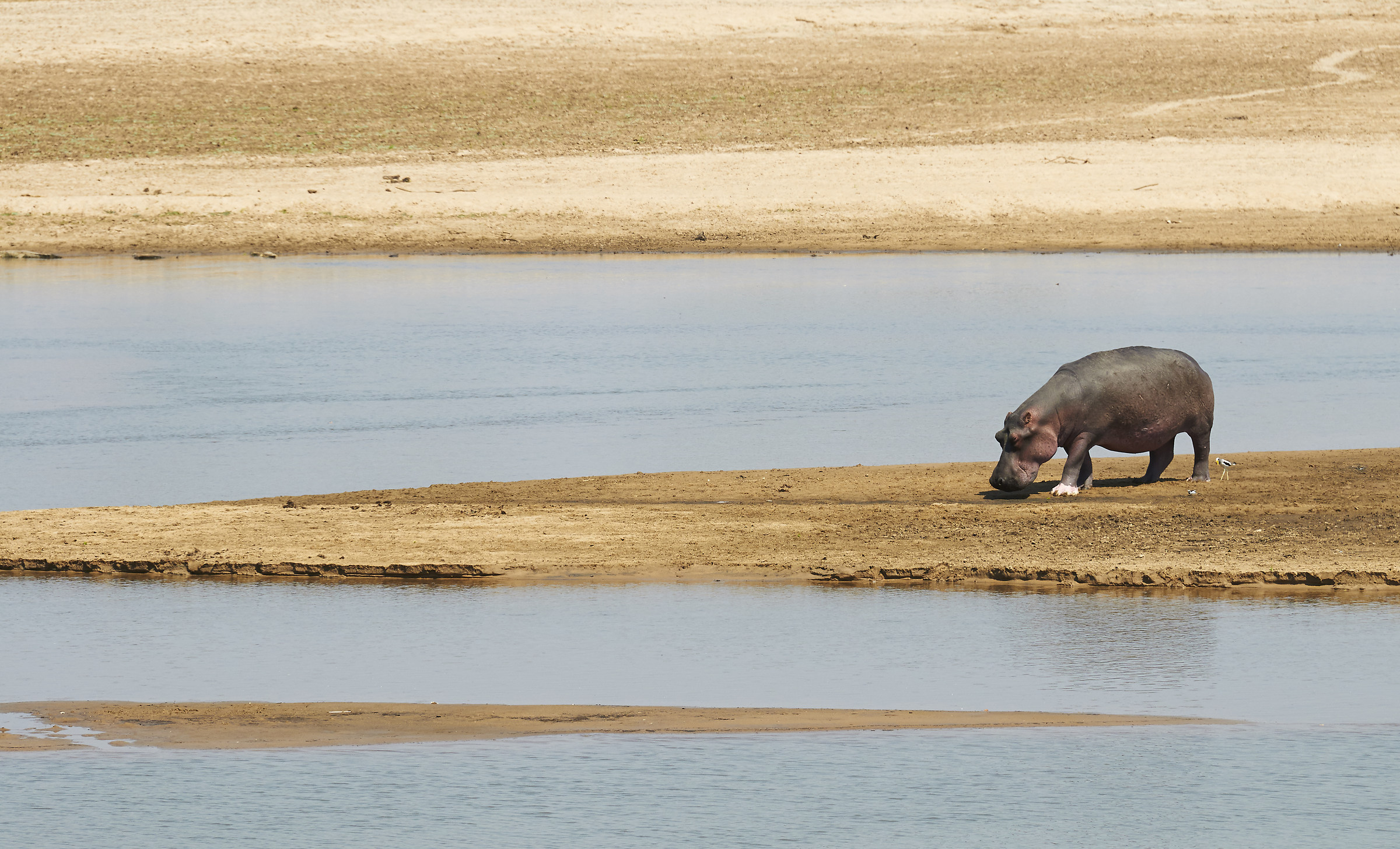 South Luangwa