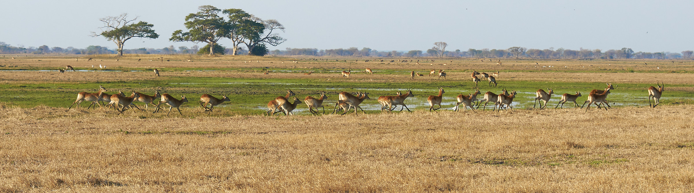 Busanga Plains