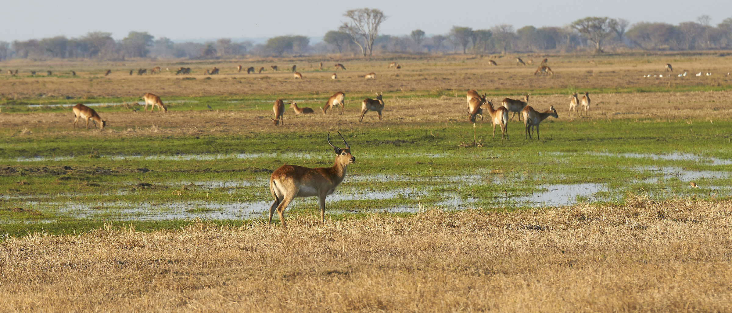 Busanga Plains