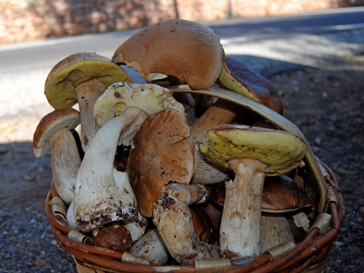 The gifts of the forest