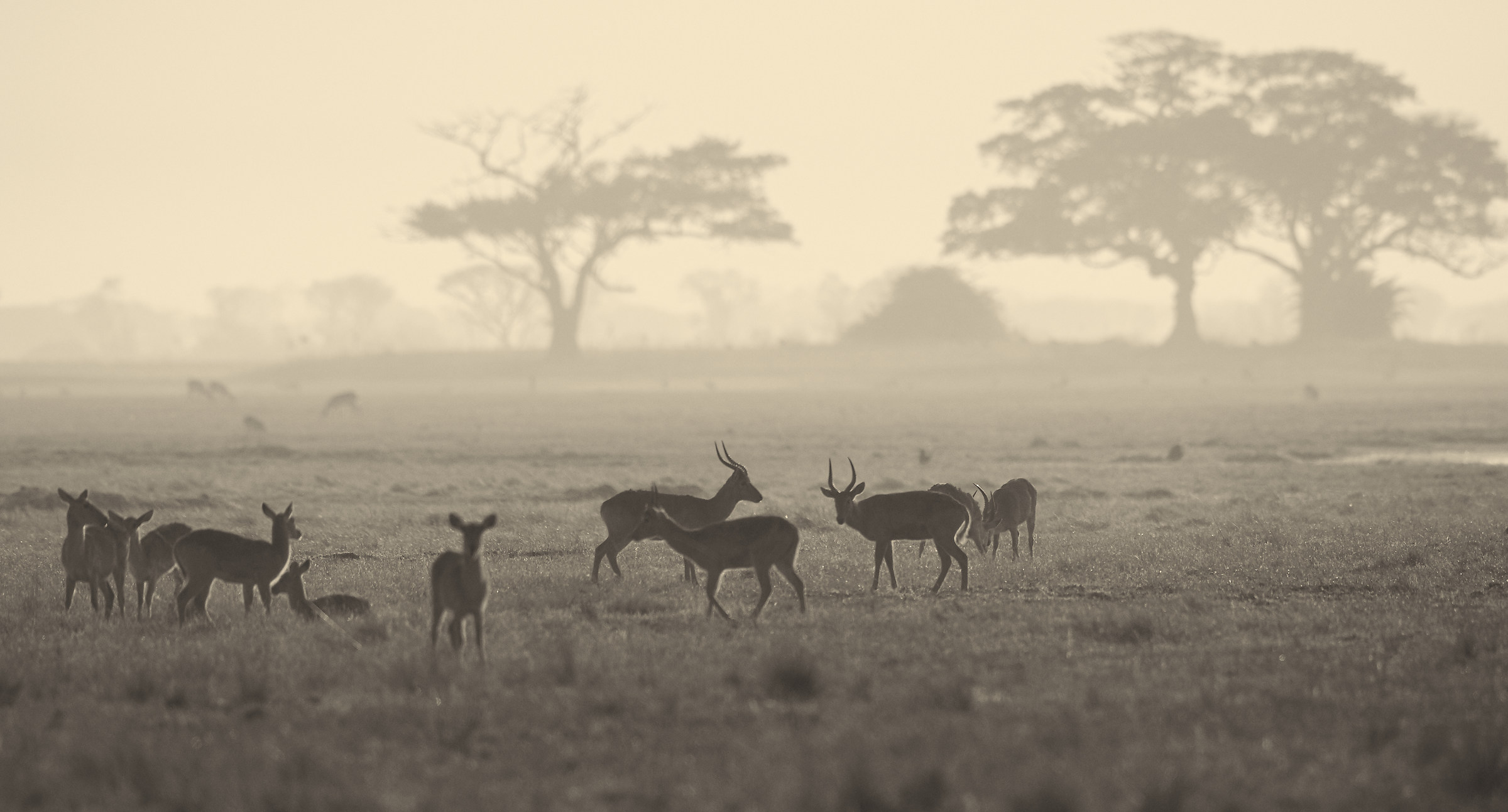 Busanga Plains