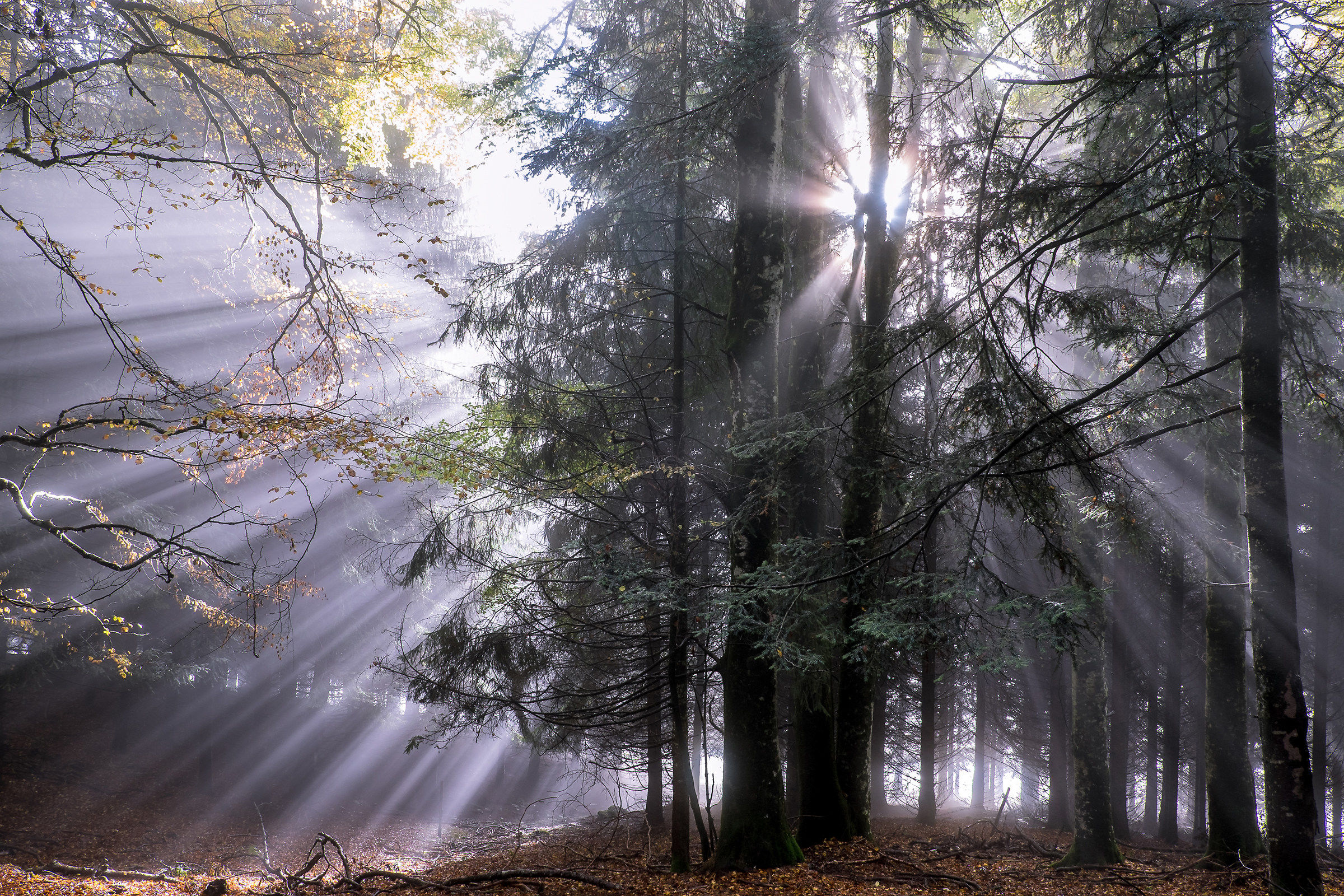 One morning in cansiglio