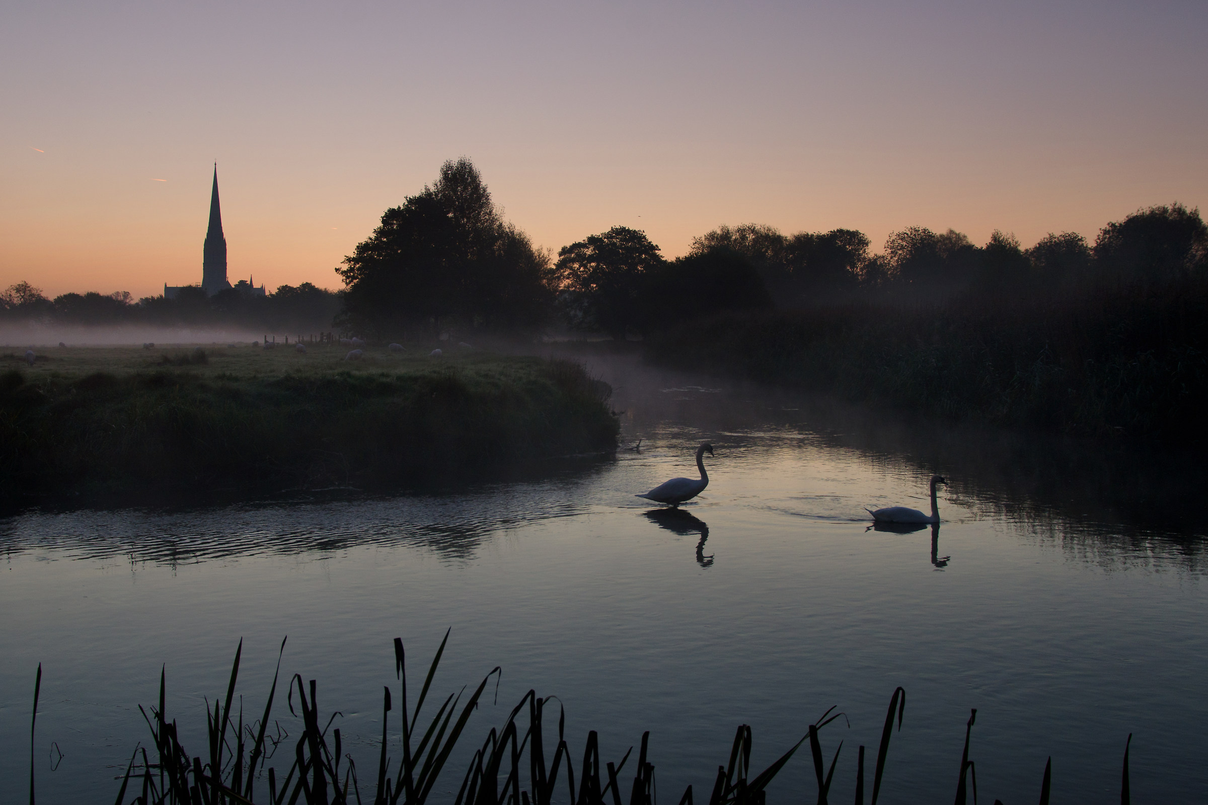 Cigni Before Sunrise