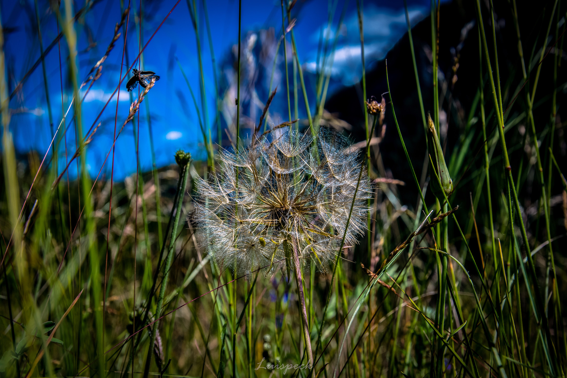 Dandelion with Sassolungo