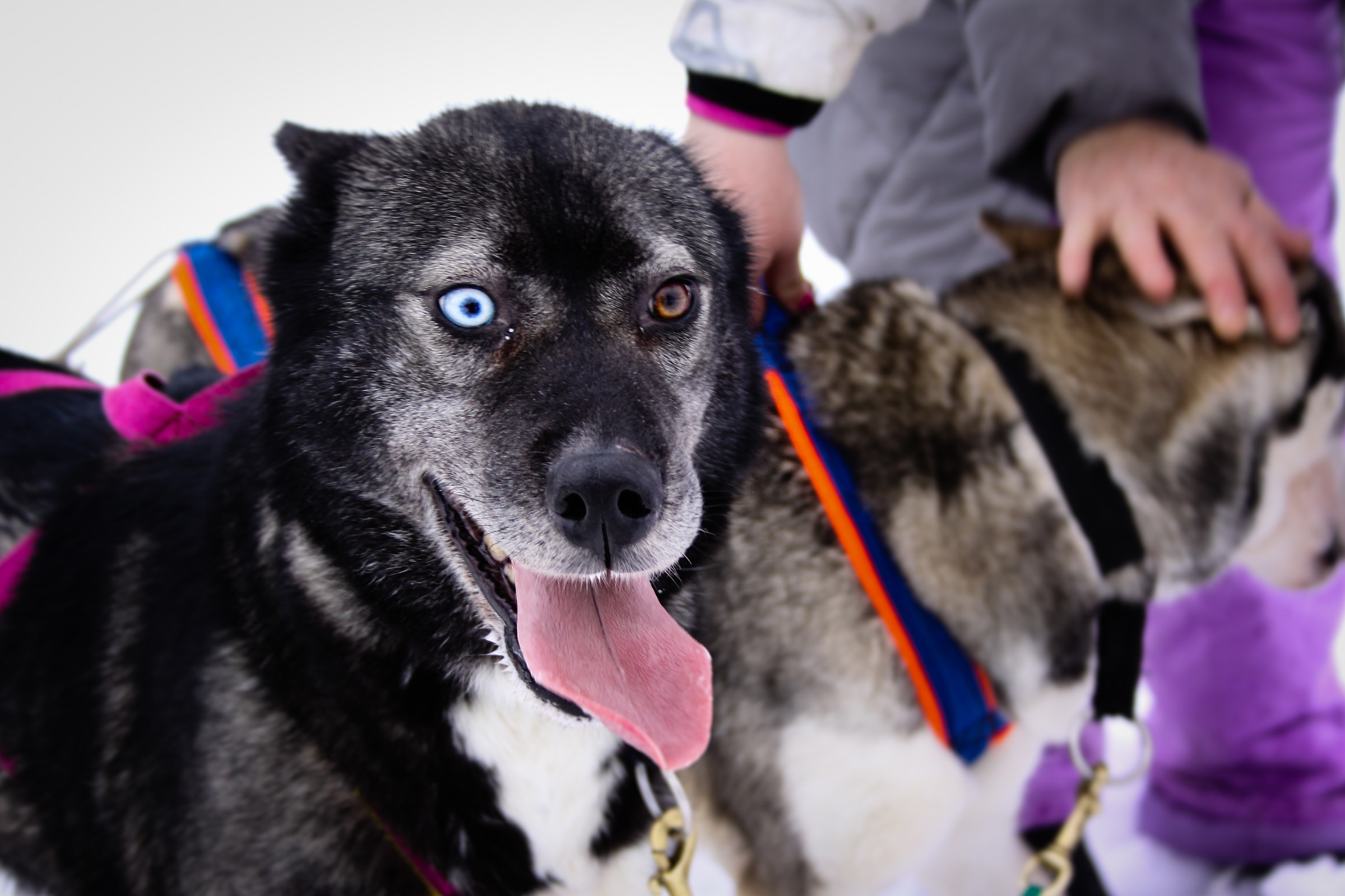 eyes of ice - finland