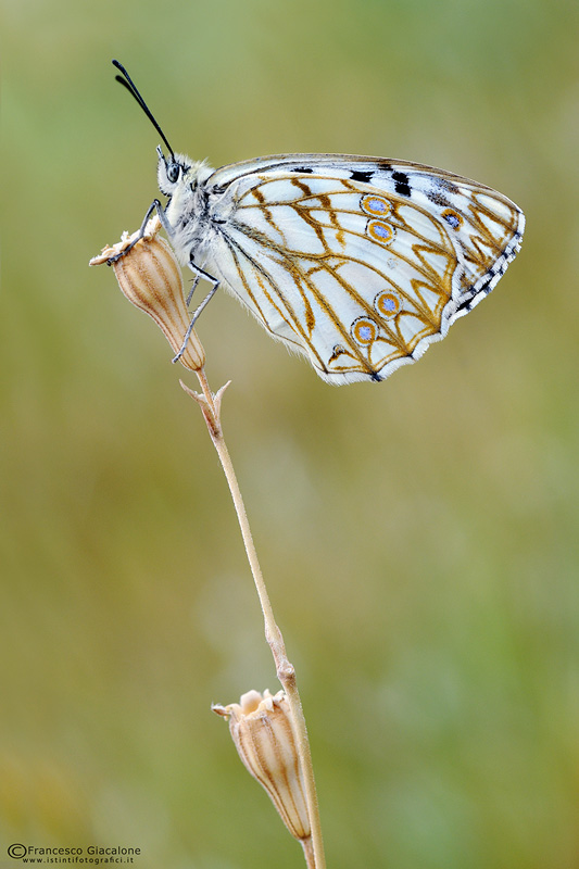 Melanargia arge