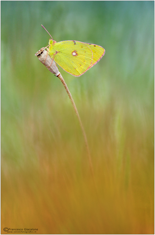 Colias in minimal
