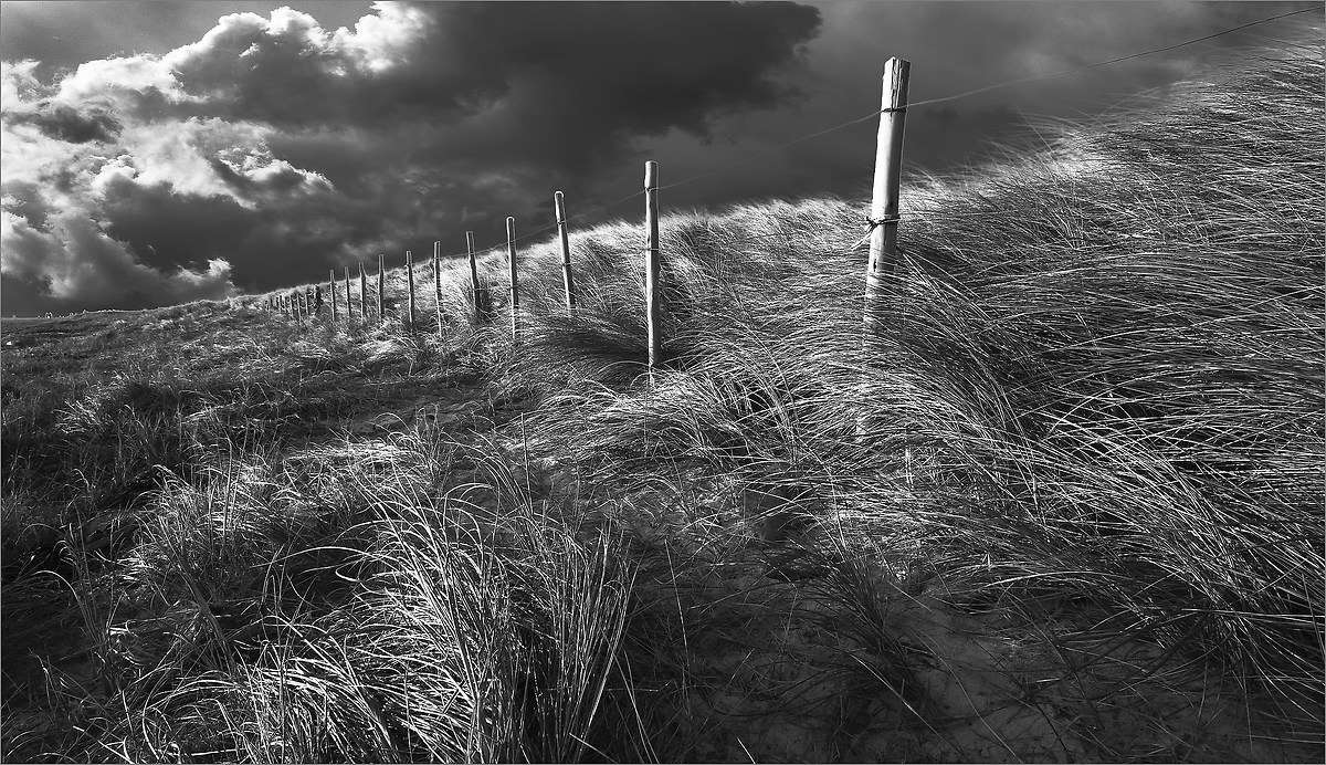 Stormy grass